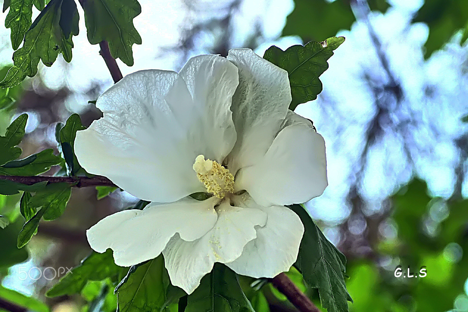 Sony Alpha DSLR-A550 sample photo. Hibiscus photography