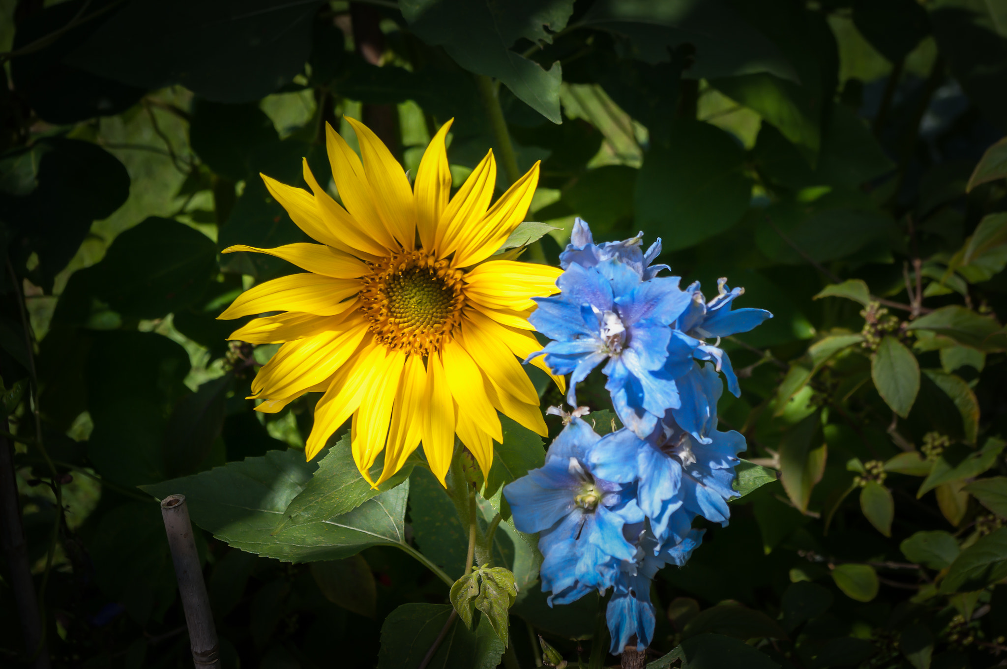 Pentax K-7 sample photo. Sunflower and delphinium photography