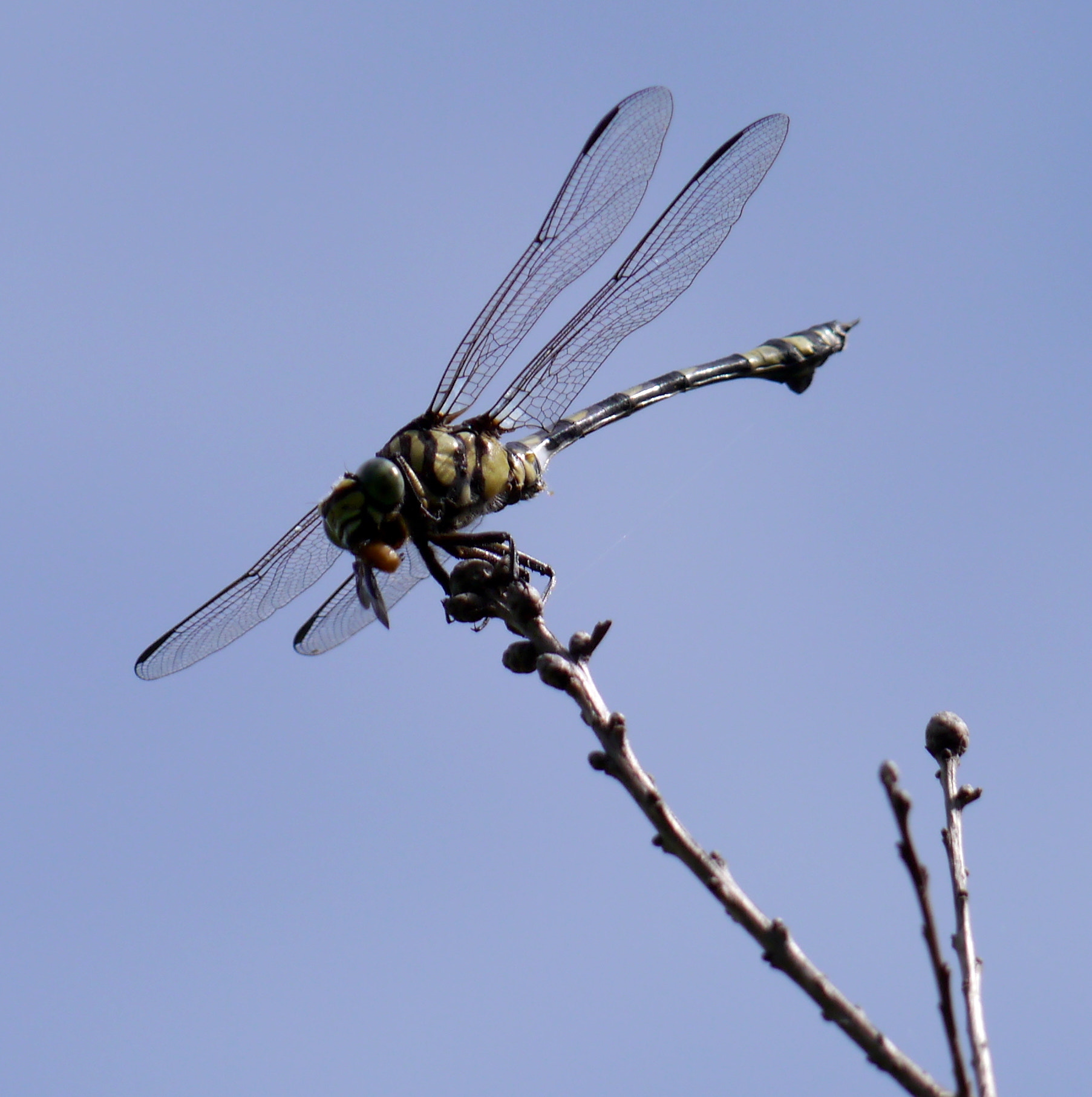 Panasonic Lumix DMC-GX1 sample photo. Dragonfly photography