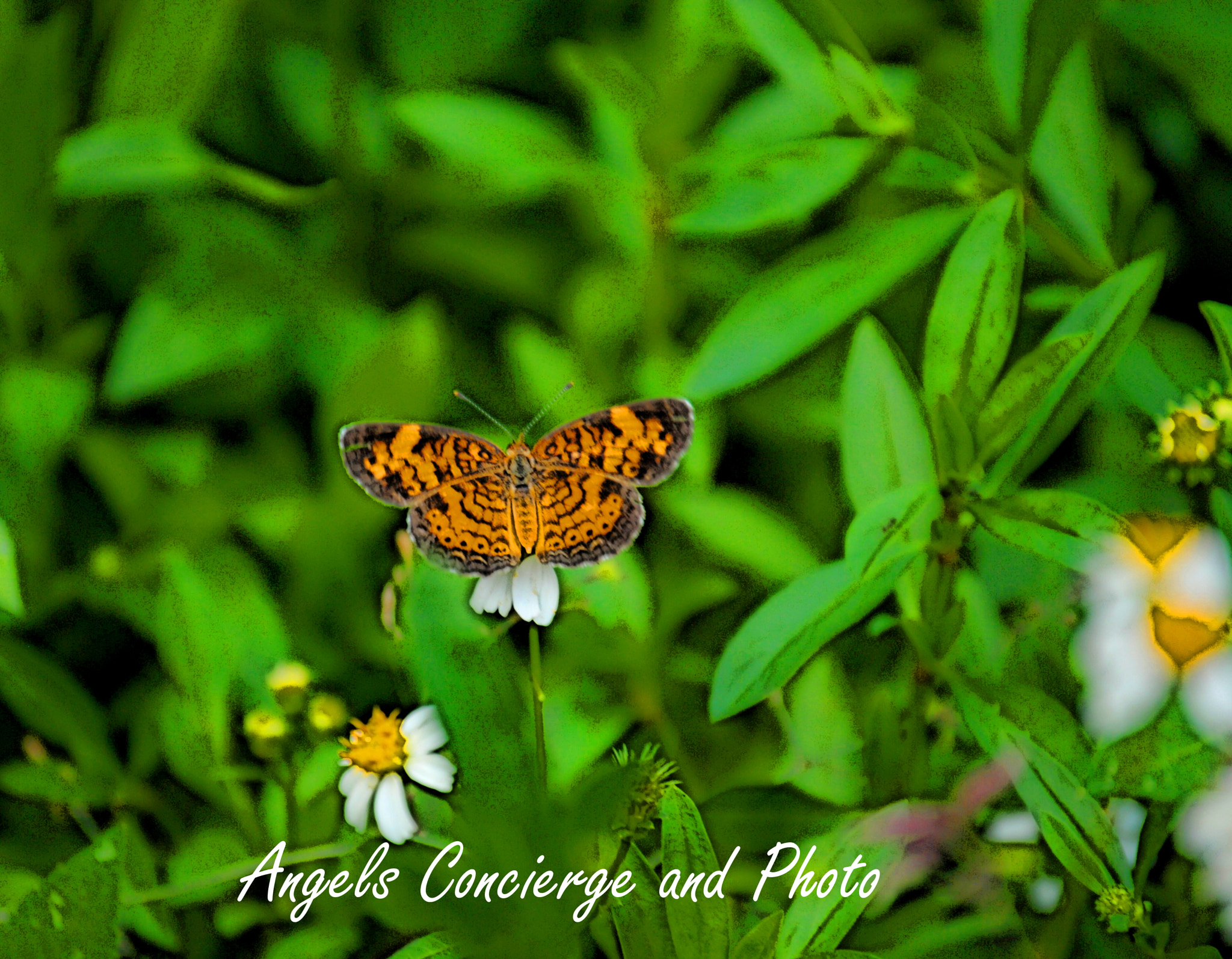 Nikon D200 sample photo. Butterfly photography