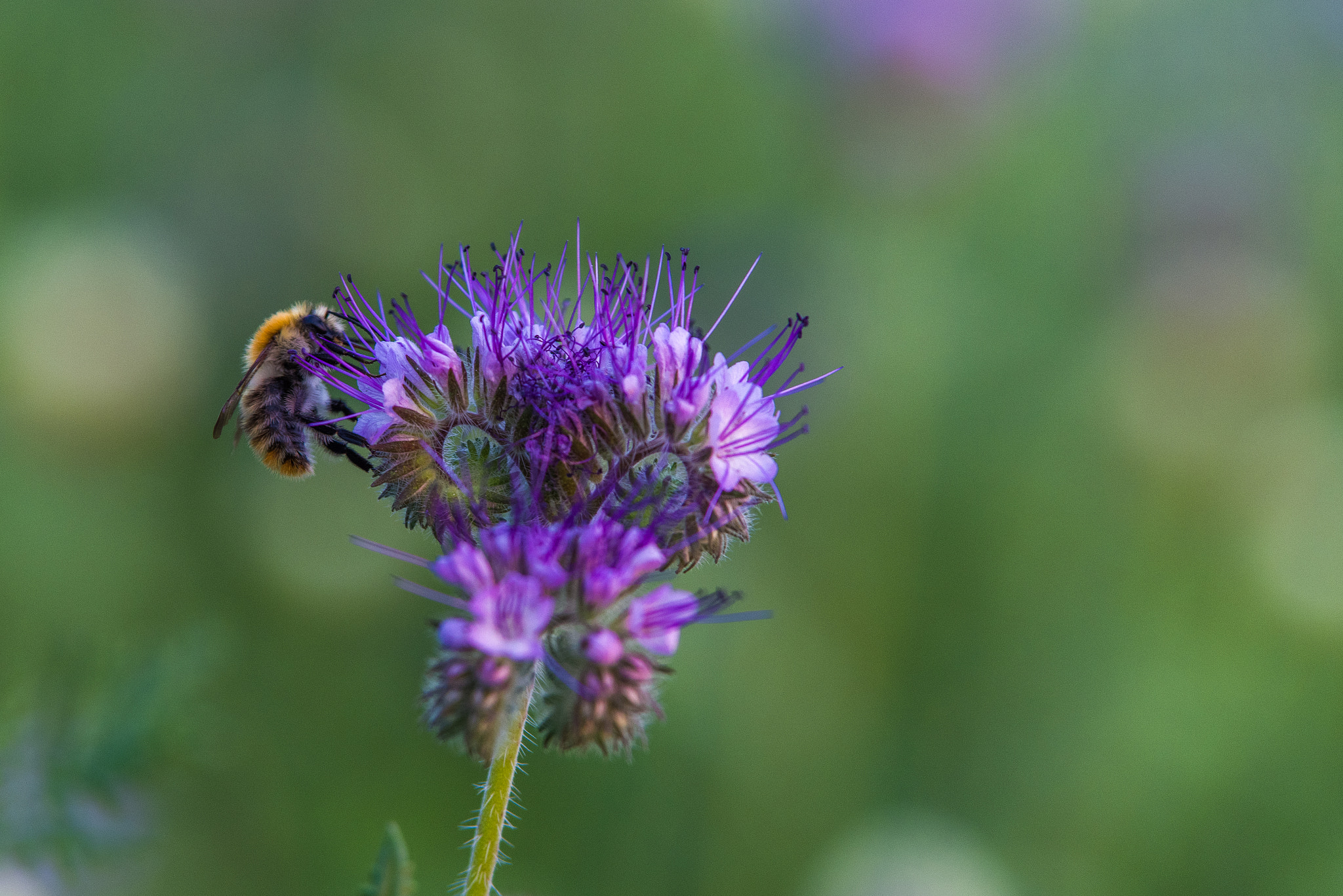 Pentax K-1 sample photo. Wild flower ii photography