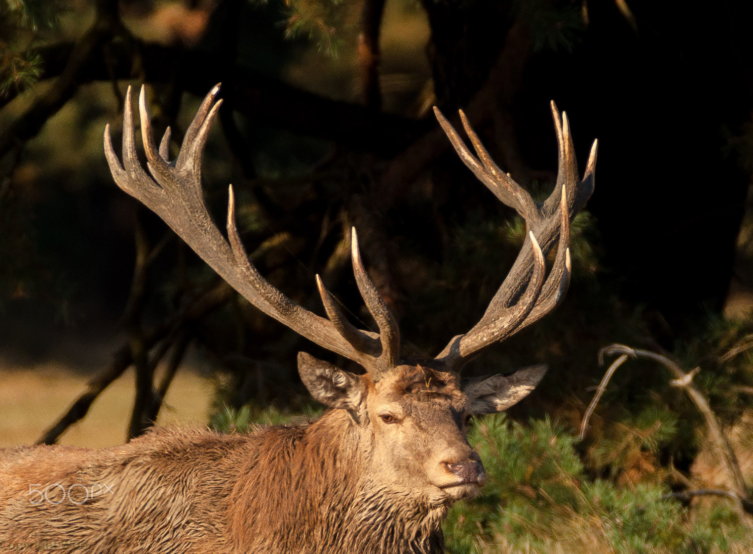 Nikon D90 sample photo. Red deer / edelhert photography