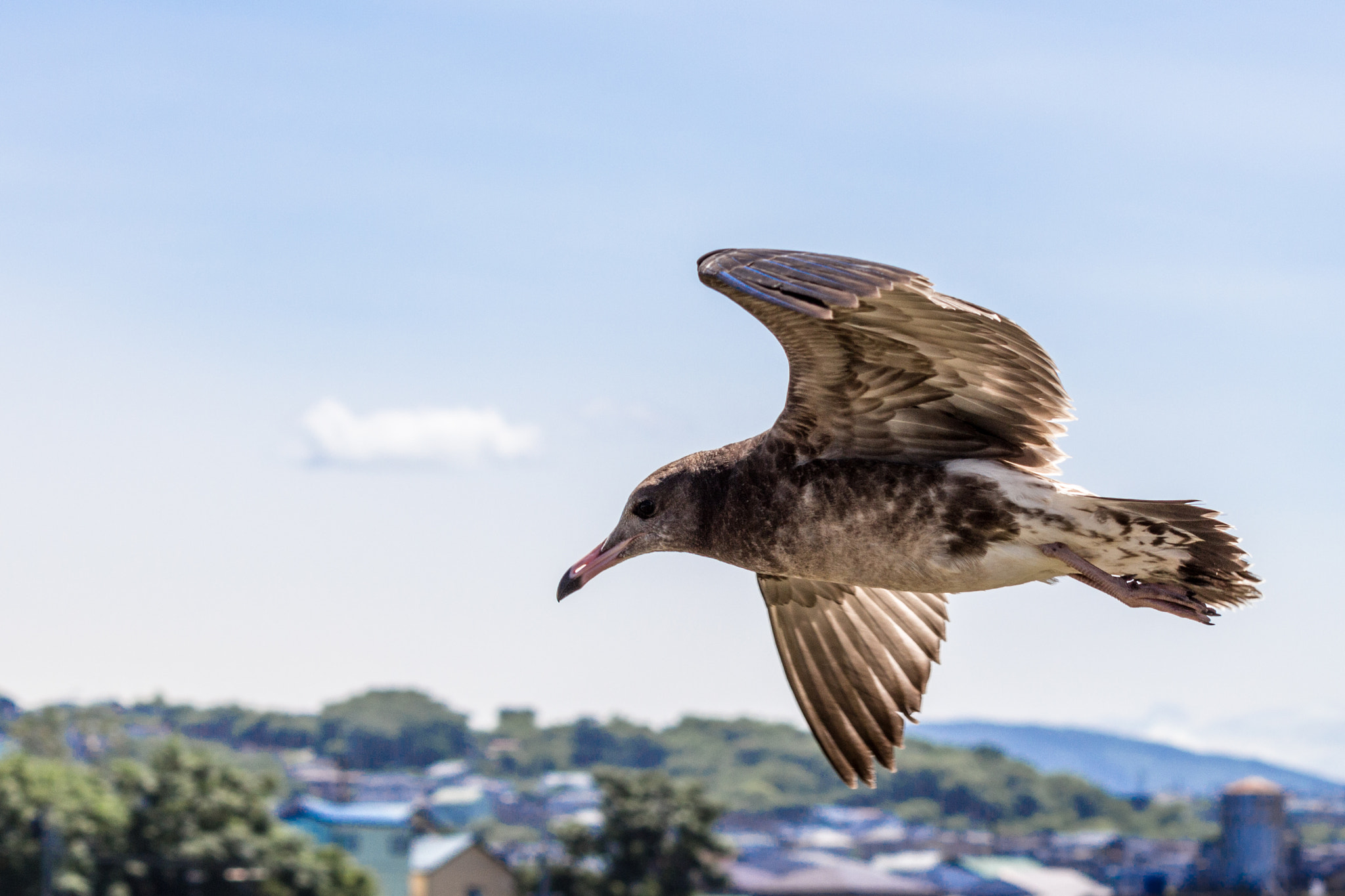 Canon EOS 700D (EOS Rebel T5i / EOS Kiss X7i) sample photo. Reconnaissance photography