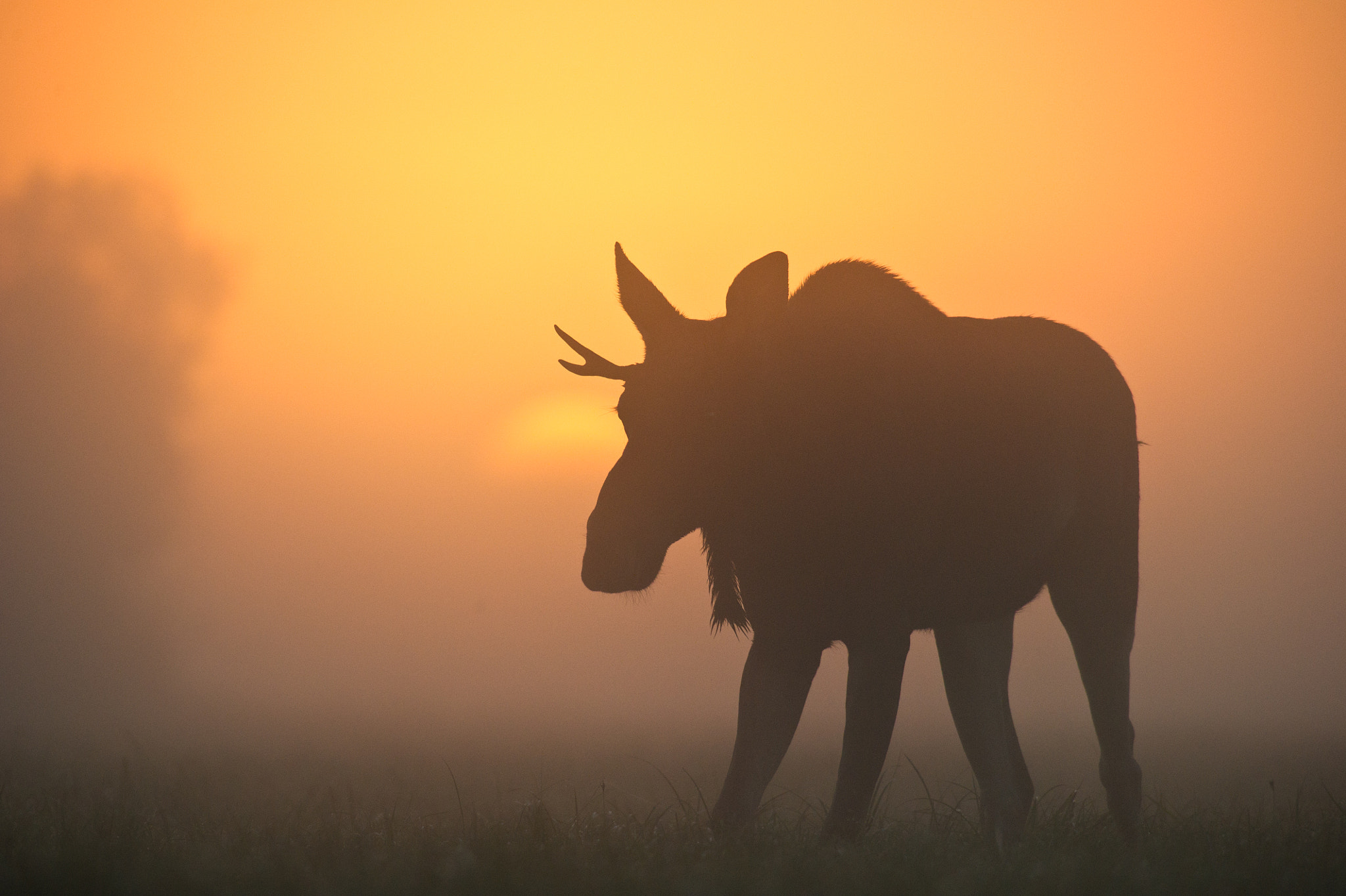 AF-S Nikkor 300mm f/2.8D IF-ED II sample photo. Sunrise :) photography
