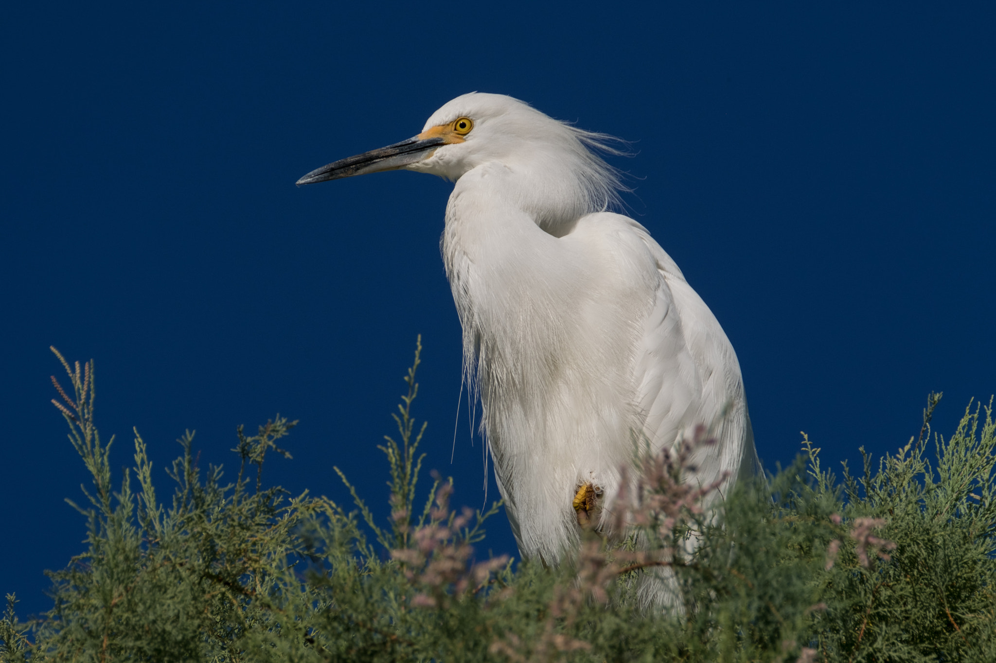 XF100-400mmF4.5-5.6 R LM OIS WR + 1.4x sample photo. Snowy egret photography