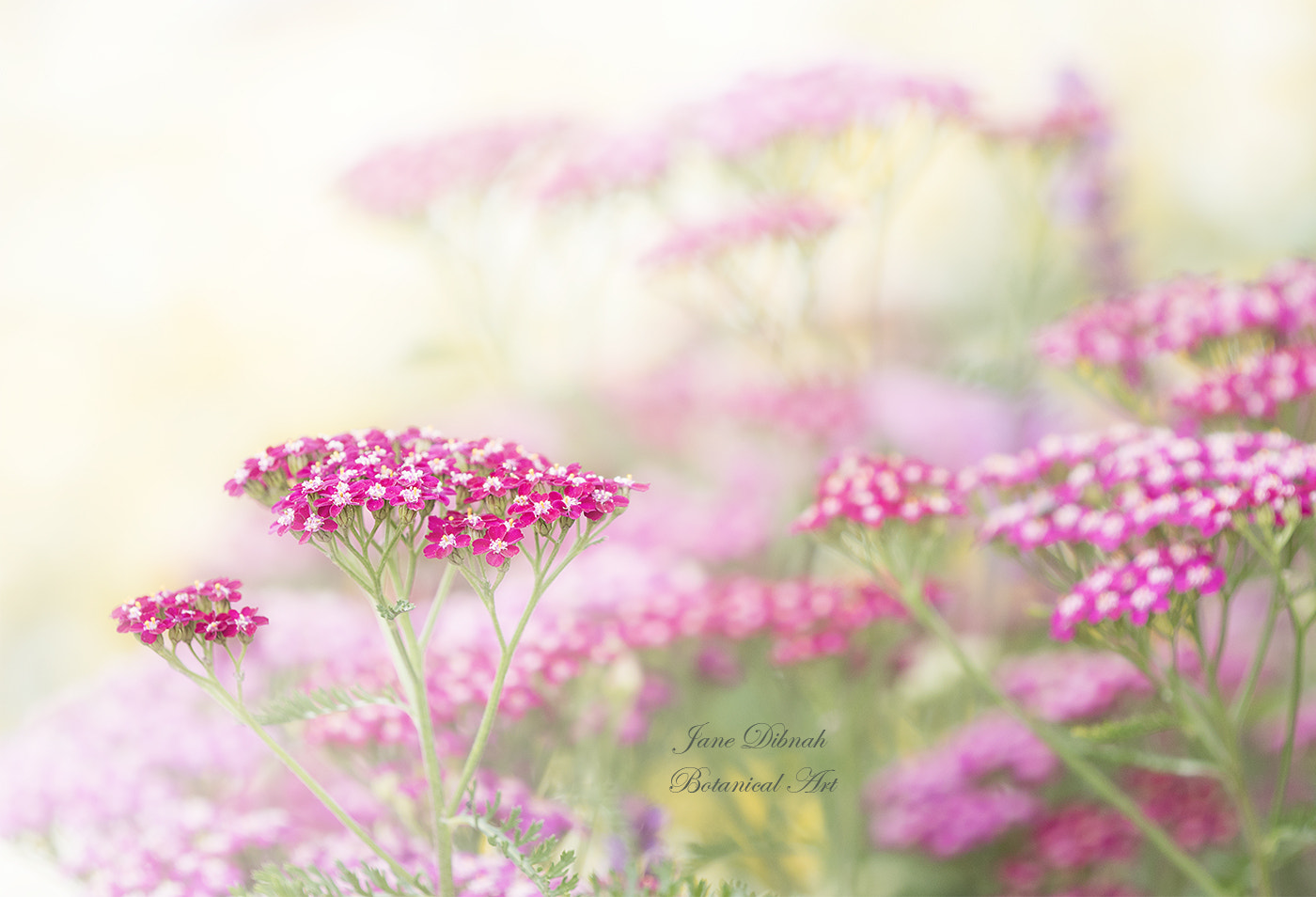 Canon EF 180mm F3.5L Macro USM sample photo. Achillea photography