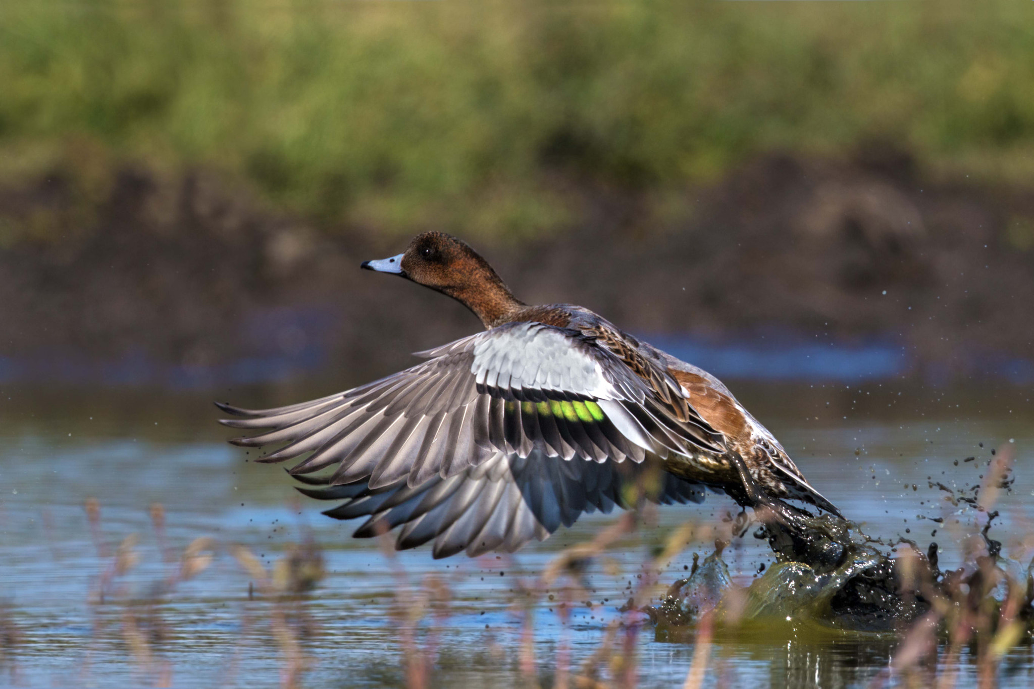 Canon EOS 70D + Canon EF 300mm F2.8L IS II USM sample photo. Widgeon photography