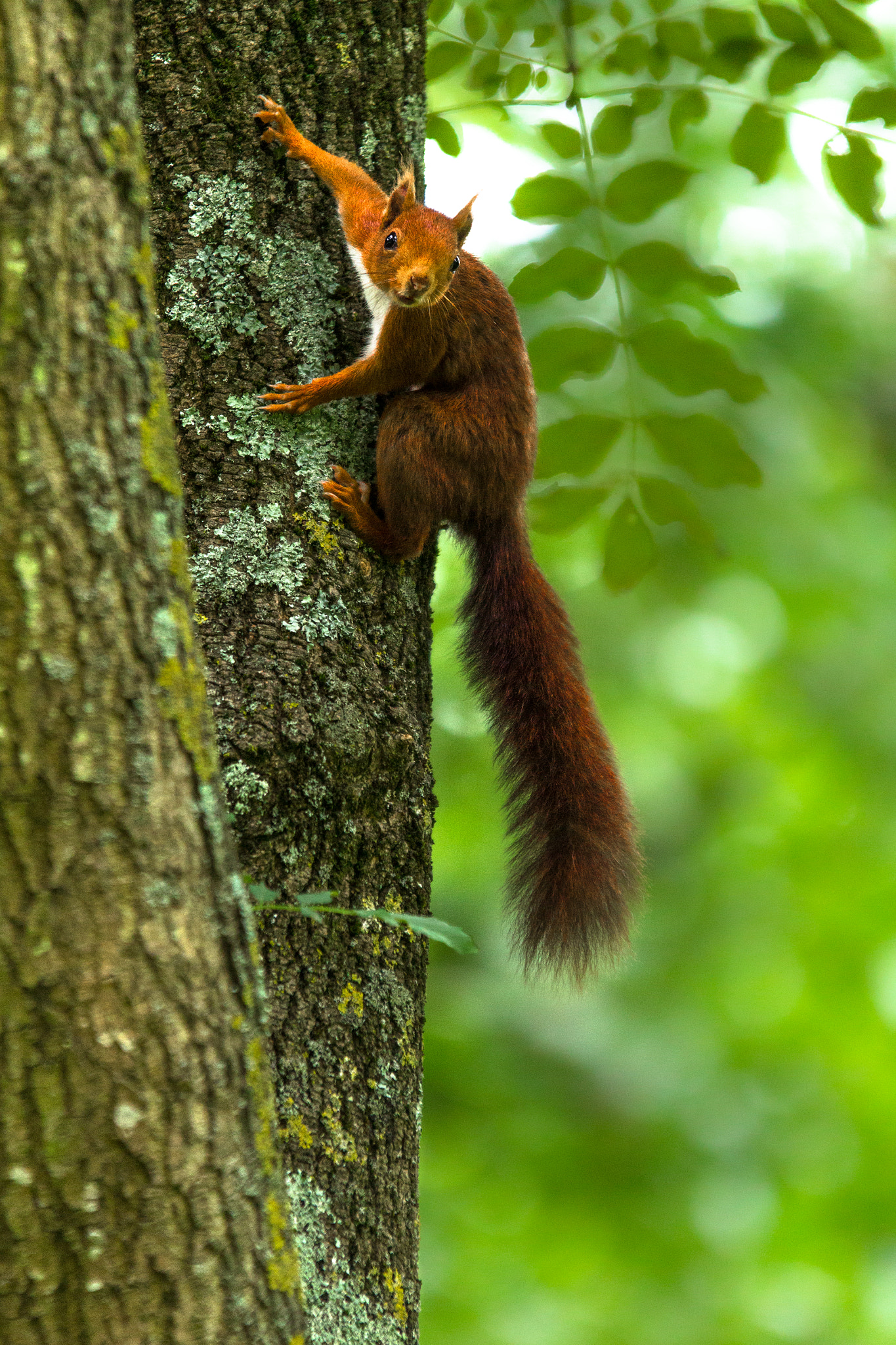 Sigma 70-200mm F2.8 EX DG OS HSM sample photo. Little adventurer photography