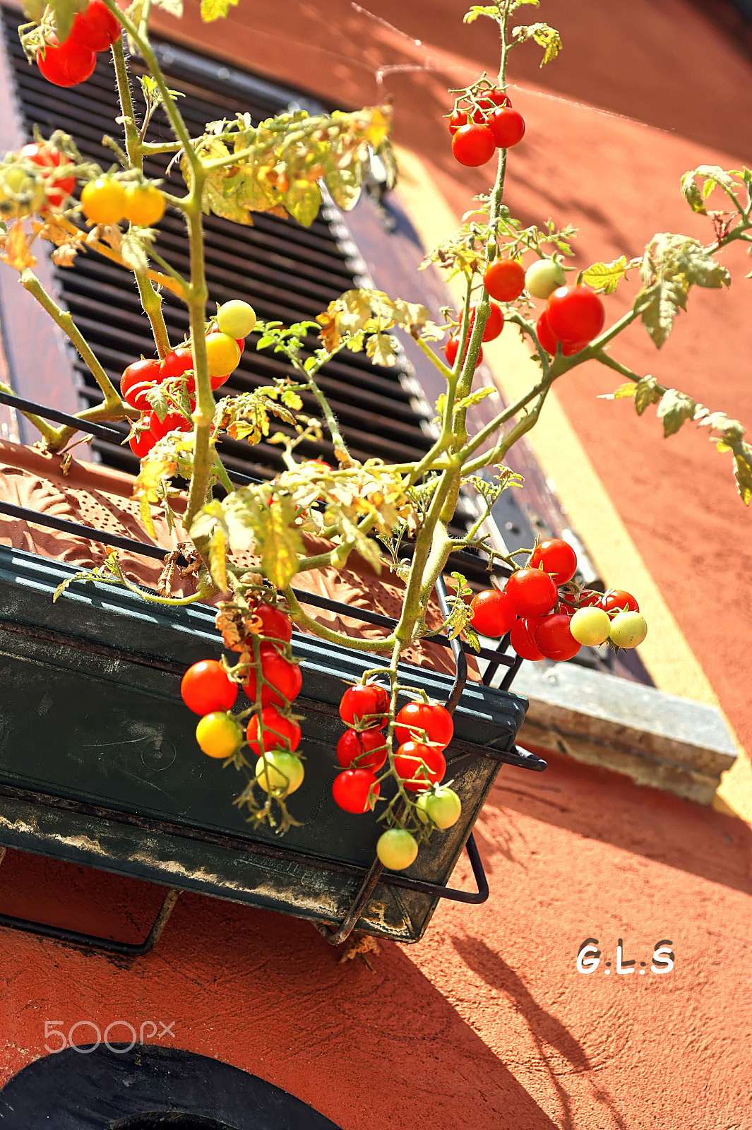 Sony Alpha DSLR-A550 + Minolta AF 50mm F3.5 Macro sample photo. Tomates au balcon photography