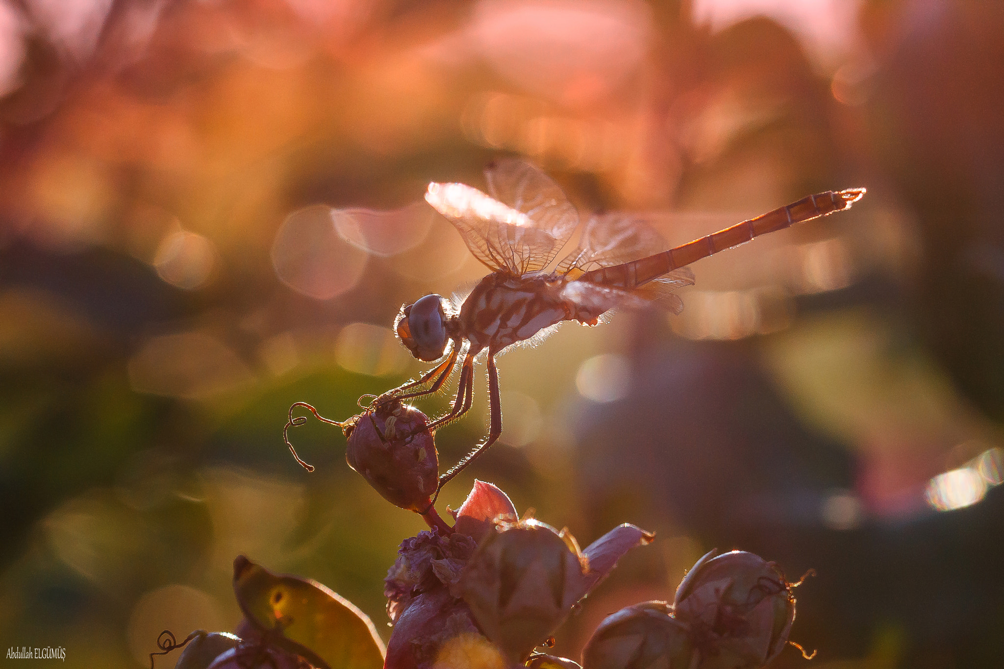 Canon EF 100mm F2.8 Macro USM sample photo. Yusufçuk / dragonfly photography