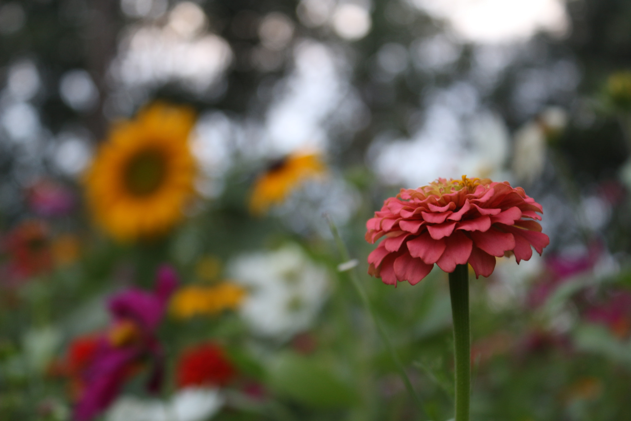 Canon EOS 100D (EOS Rebel SL1 / EOS Kiss X7) sample photo. Flowers photography