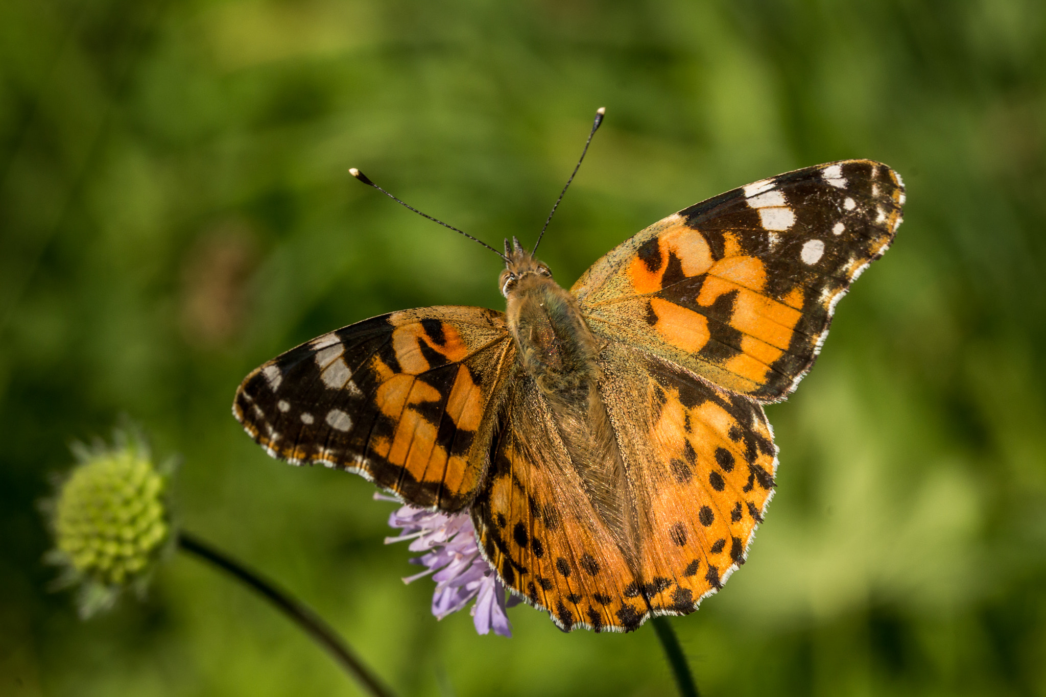 Canon EOS 700D (EOS Rebel T5i / EOS Kiss X7i) + Canon EF 100mm F2.8L Macro IS USM sample photo. Painted lady photography