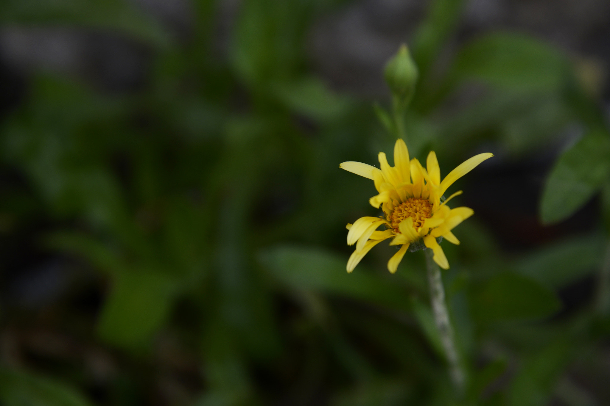 FSA-L2, EDG 65, 800mm F13 G sample photo. Calendula photography