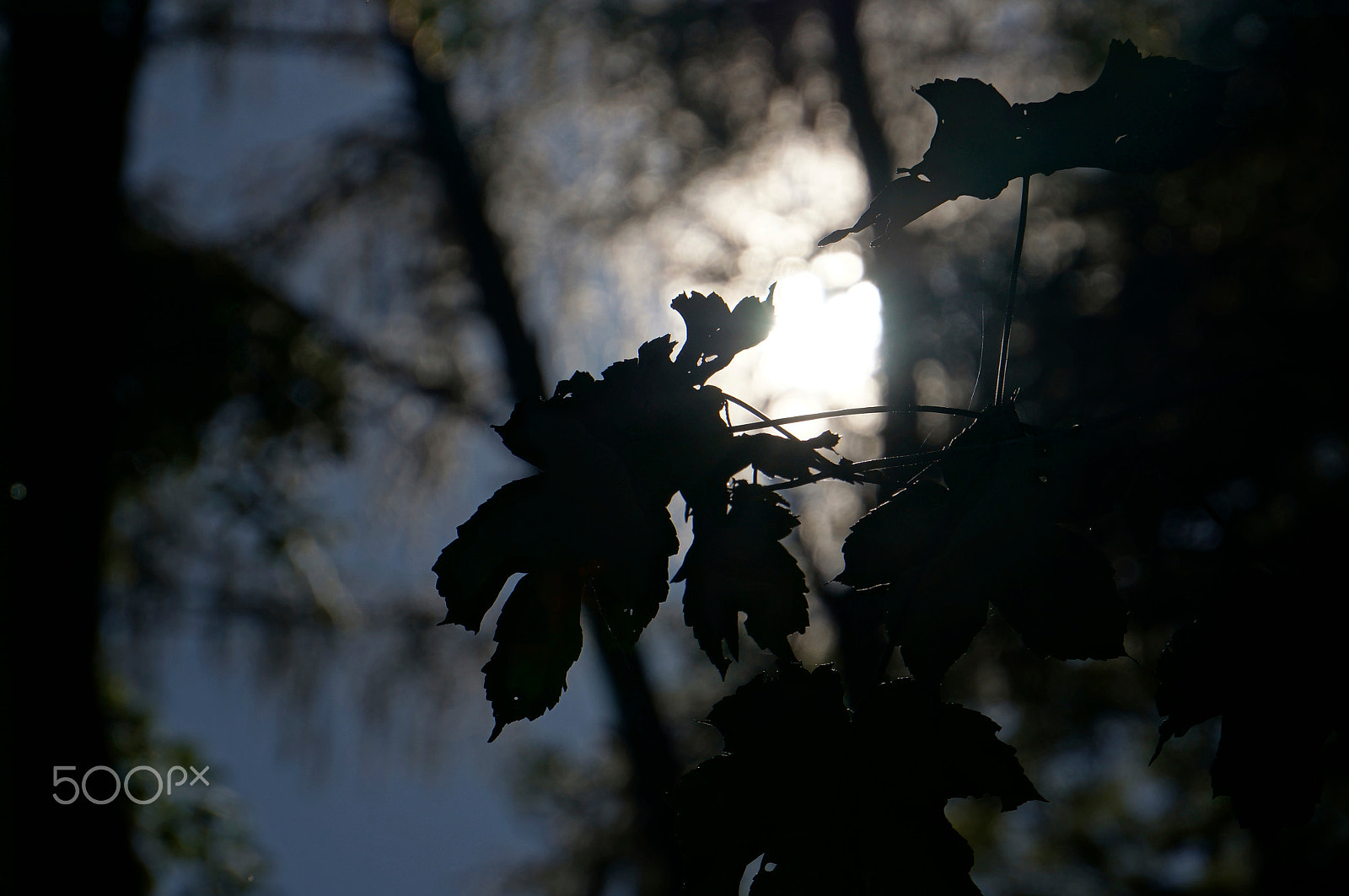 Sony E 55-210mm F4.5-6.3 OSS sample photo. Leave photography