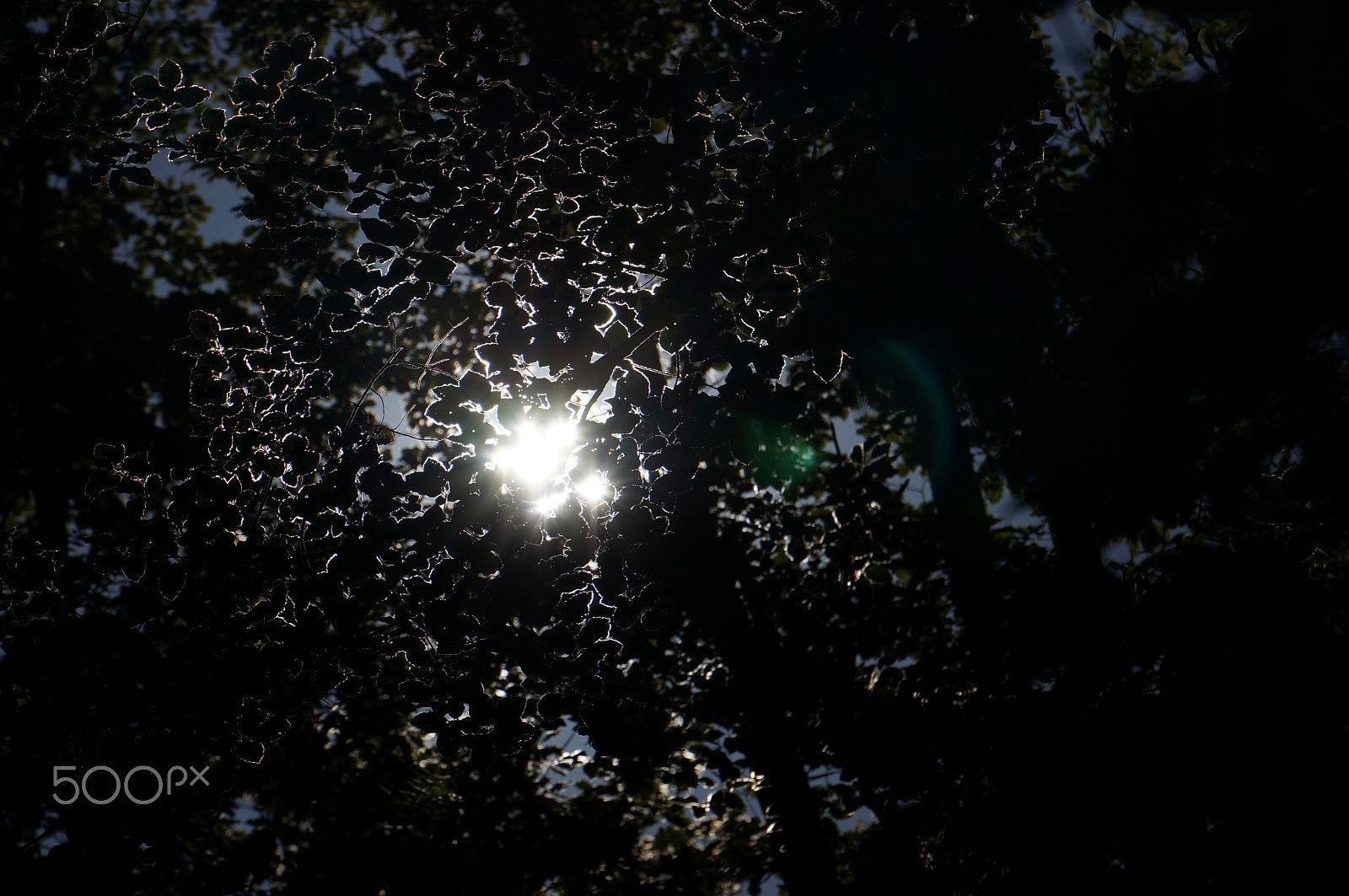 Sony E 55-210mm F4.5-6.3 OSS sample photo. Light photography