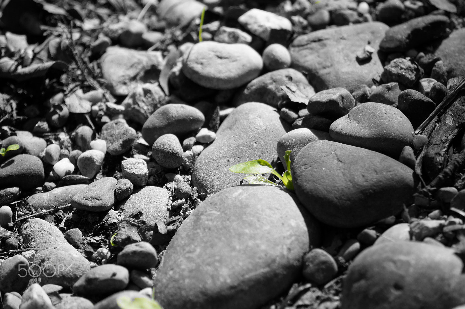 Sony E 55-210mm F4.5-6.3 OSS sample photo. Green & black photography