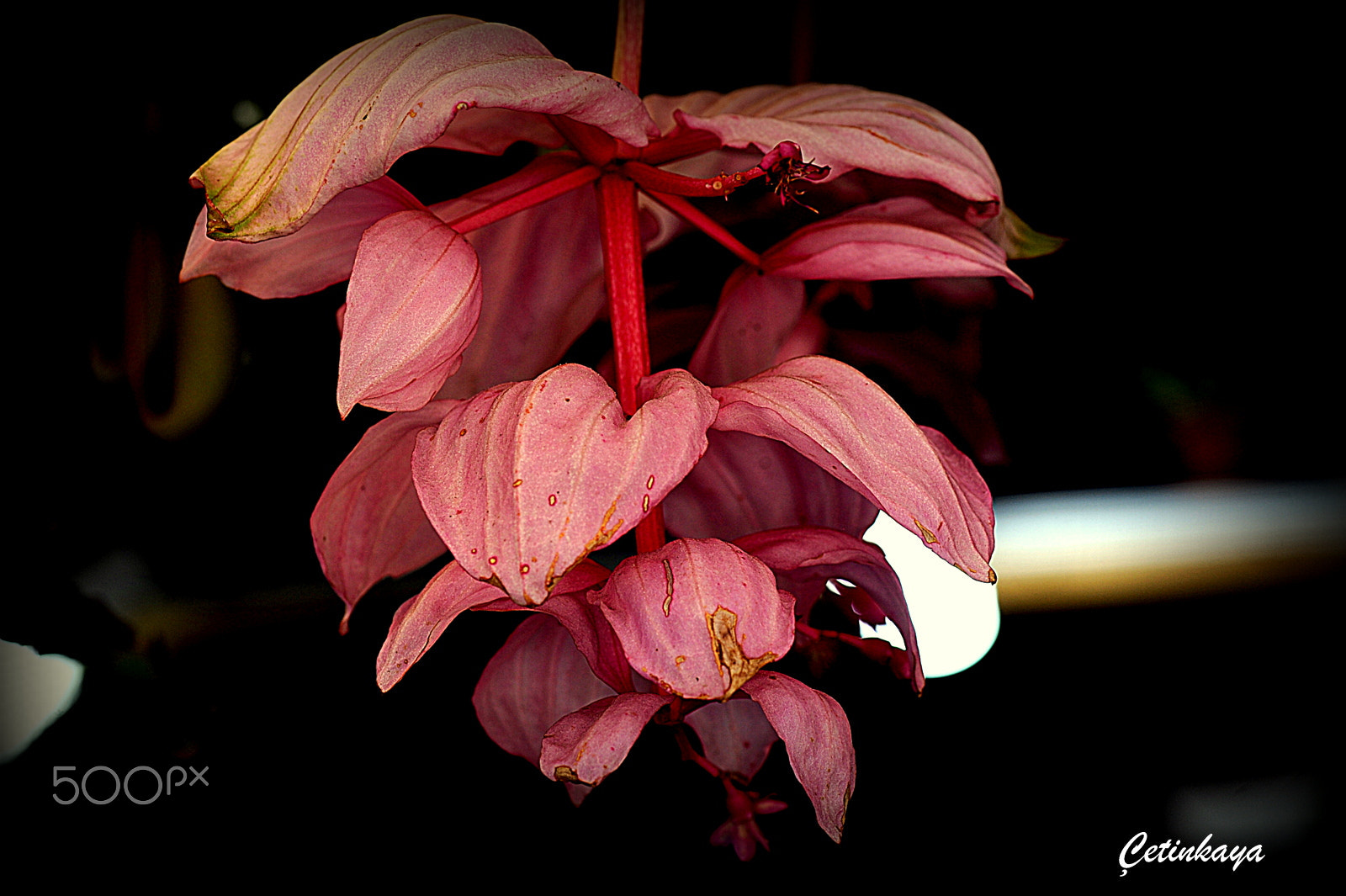 Nikon D3 sample photo. Red bunches photography