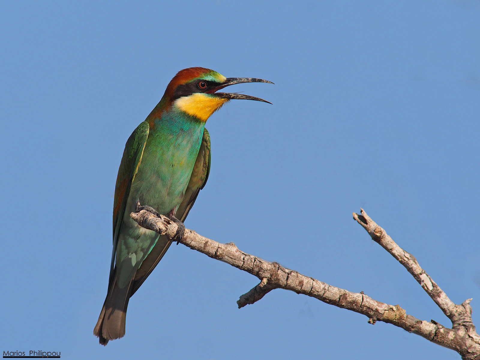 Olympus OM-D E-M5 + OLYMPUS 300mm Lens sample photo. European bee-eater photography