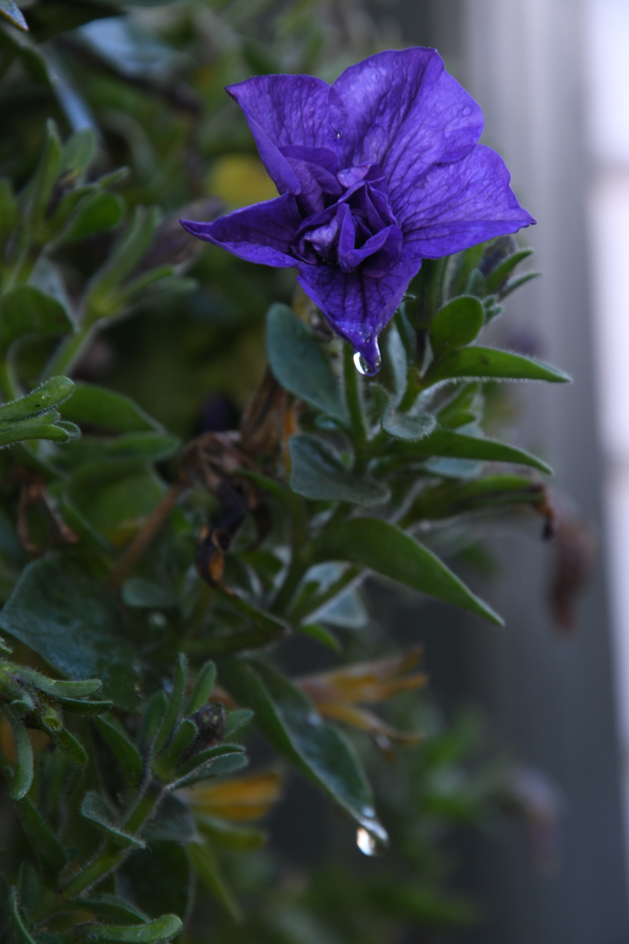 Nikon D500 sample photo. After the rain photography