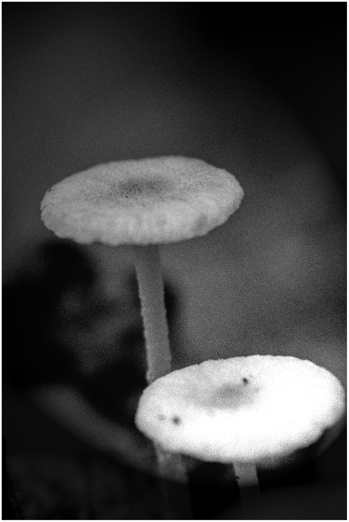 Sigma 105mm F2.8 EX DG Macro sample photo. Fungus photography
