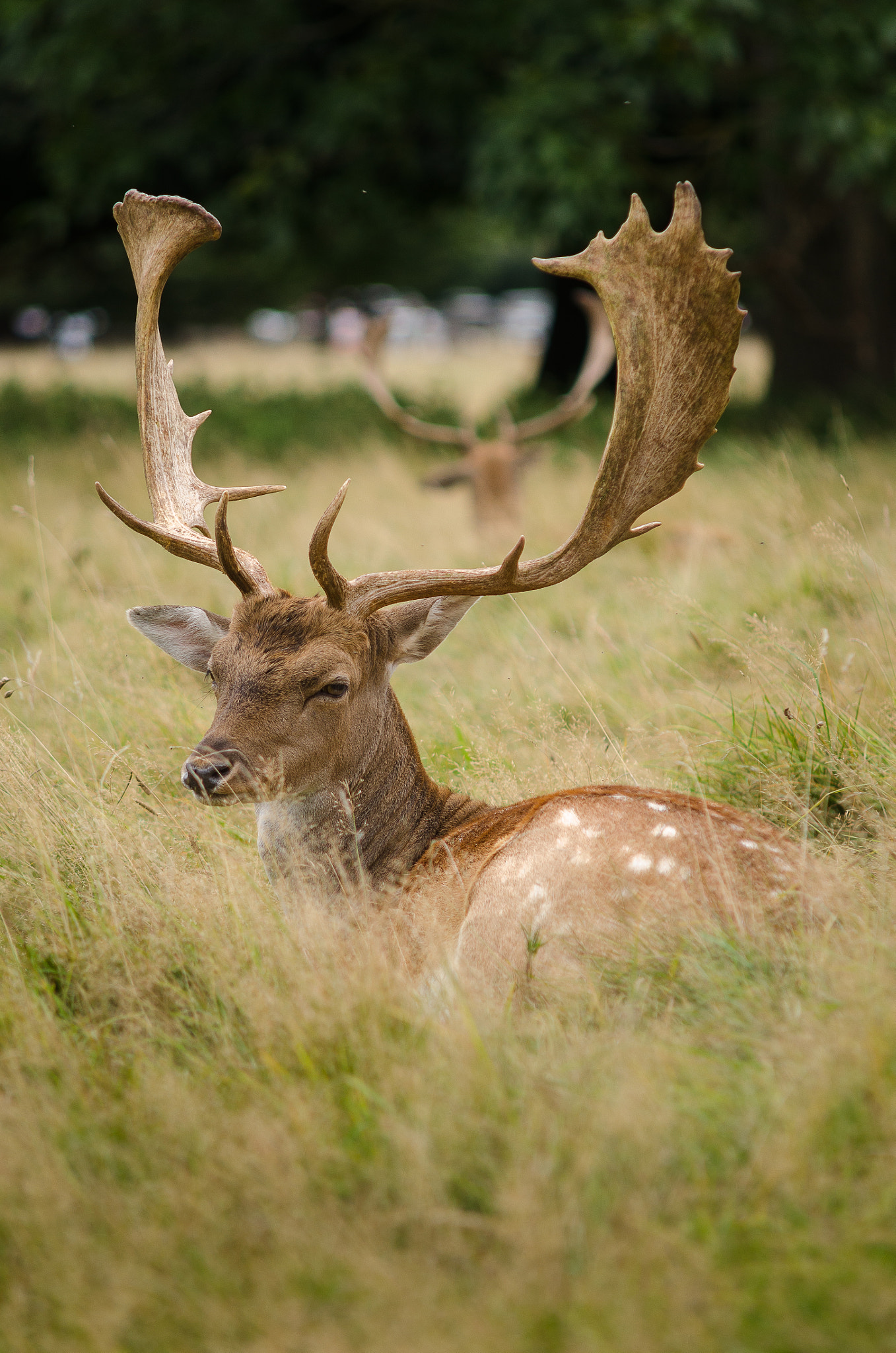 Sigma 50-150mm F2.8 EX APO DC HSM sample photo. Fallow deer photography