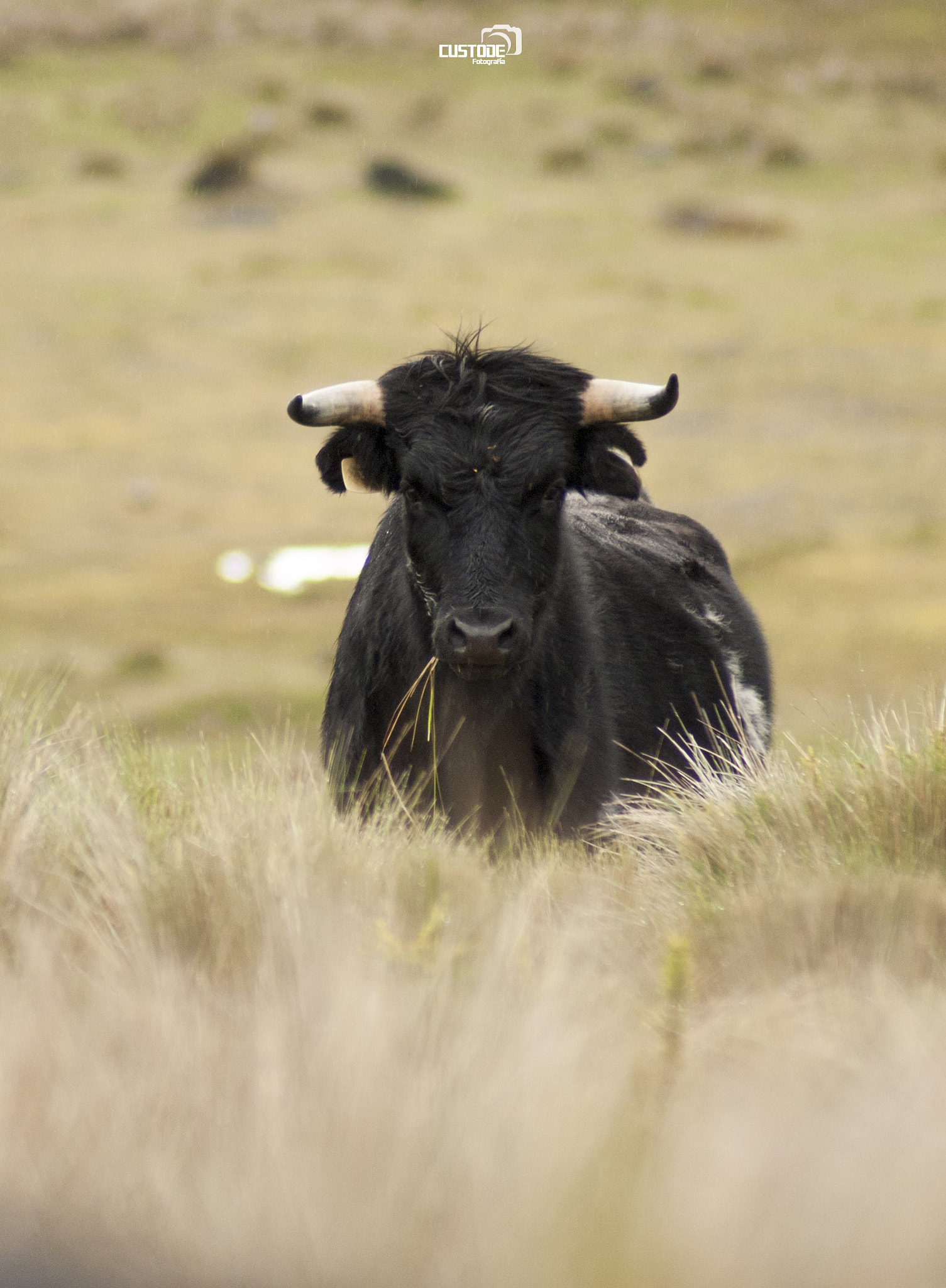 Sony 75-300mm F4.5-5.6 sample photo. Toro photography