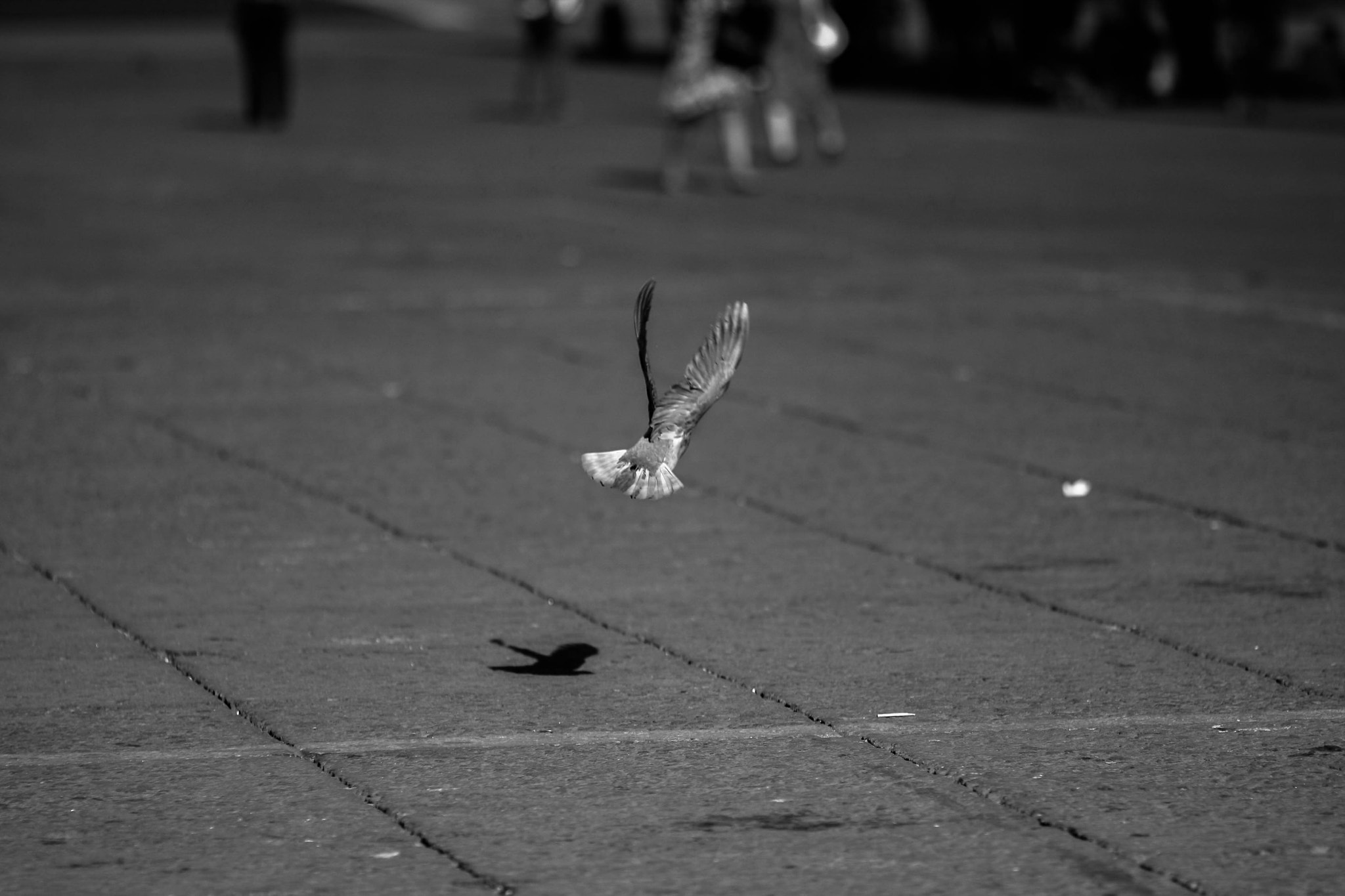 Canon EOS 40D + Canon EF 135mm F2L USM sample photo. Emprendiendo el vuelo photography