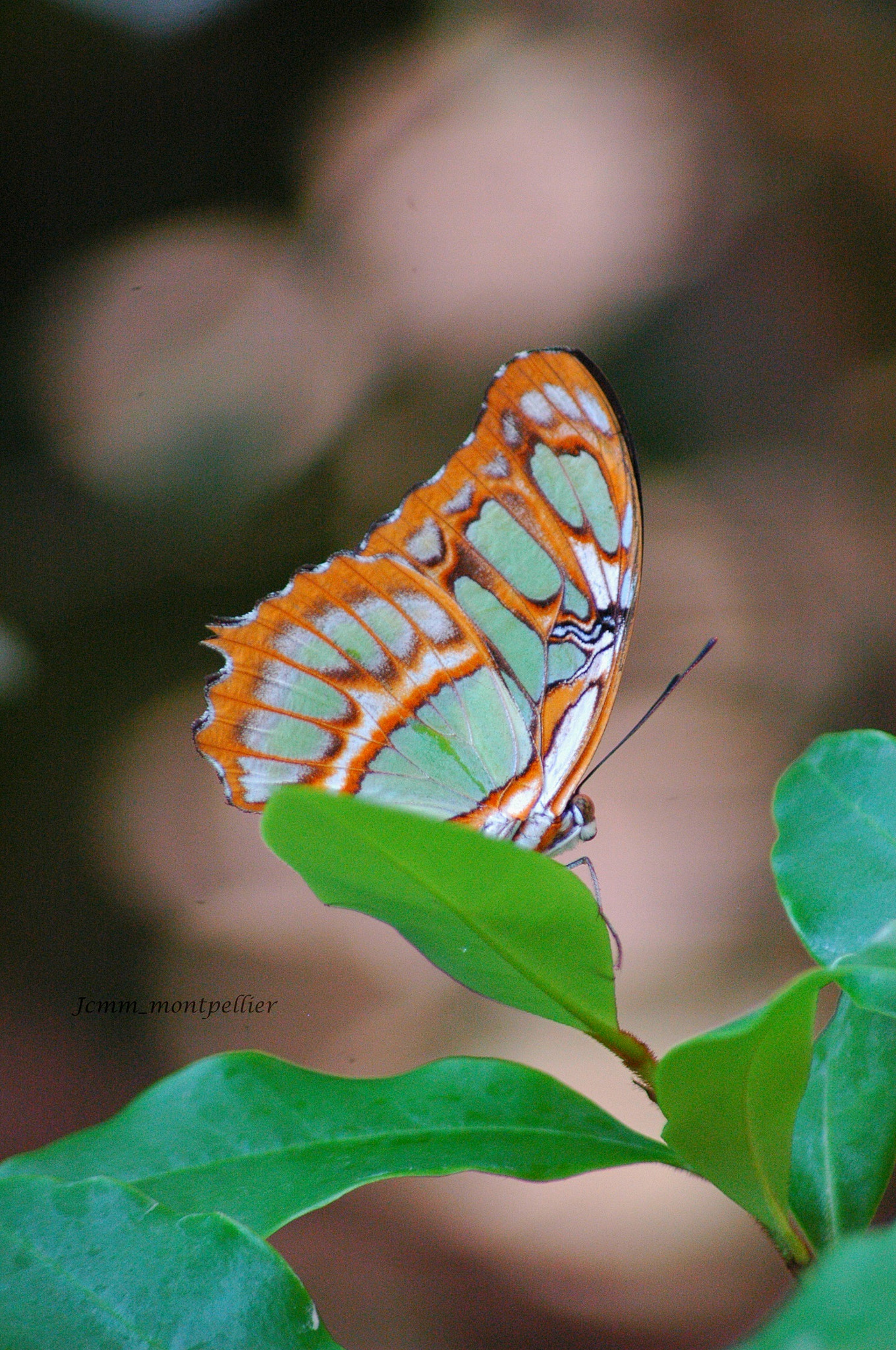 Sigma 70-300mm F4-5.6 APO Macro Super II sample photo. Une jolie surprise photography