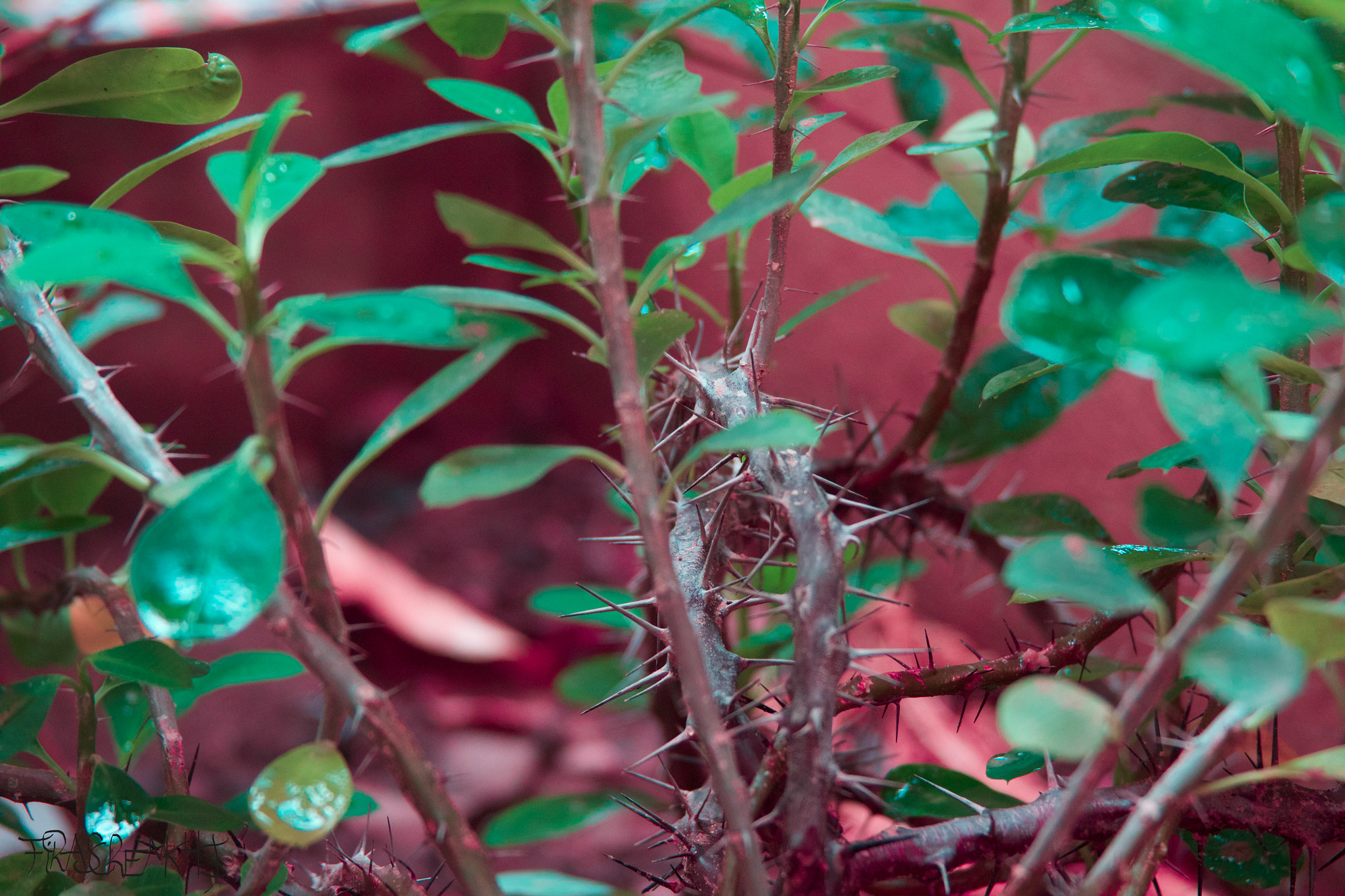 Canon EF 28-135mm F3.5-5.6 IS USM sample photo. Red garden photography
