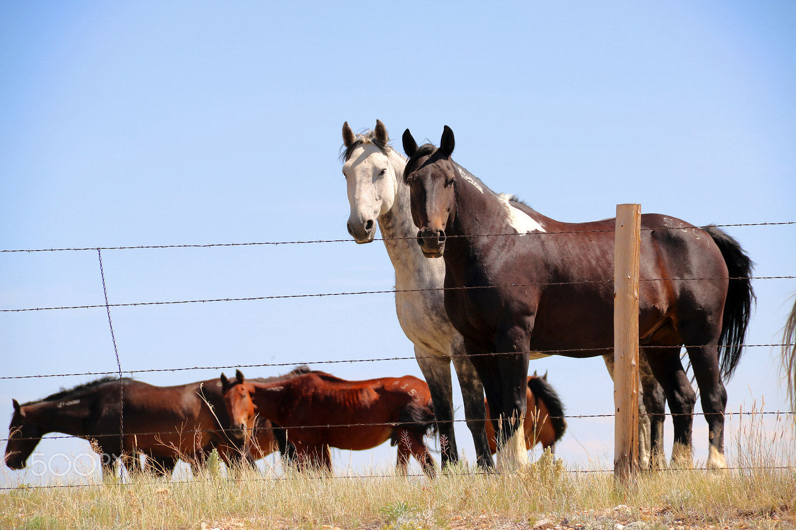 Canon EOS 750D (EOS Rebel T6i / EOS Kiss X8i) sample photo. Horses 5150 photography