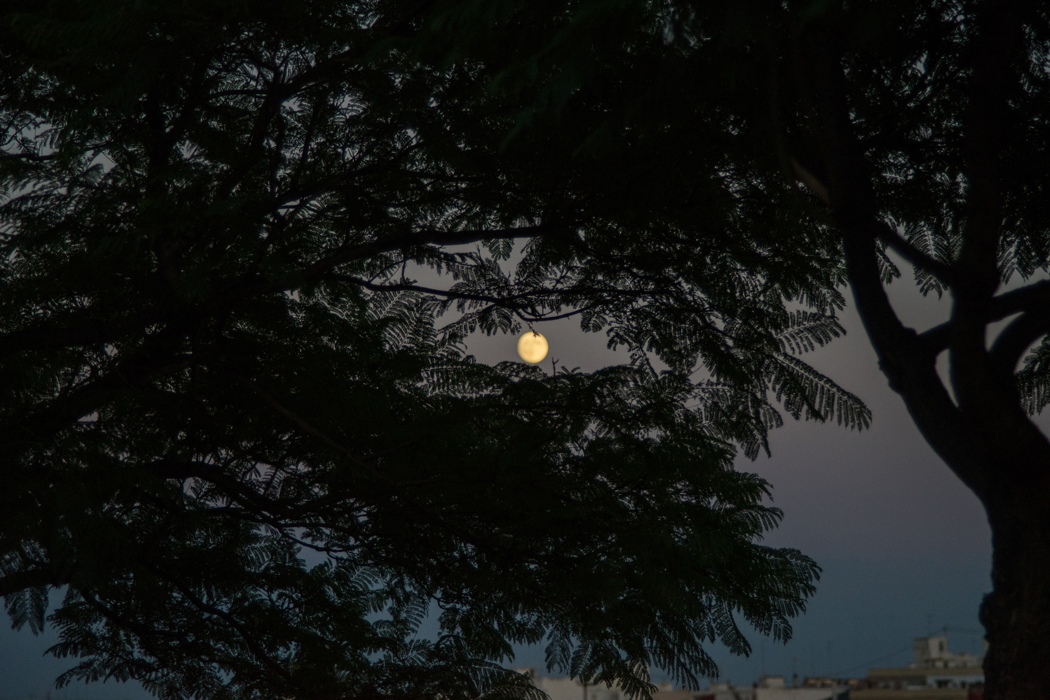 Sony a7 + Sigma ZOOM-alpha 35-135mm F3.5-4.5 sample photo. Moon behind leaves photography