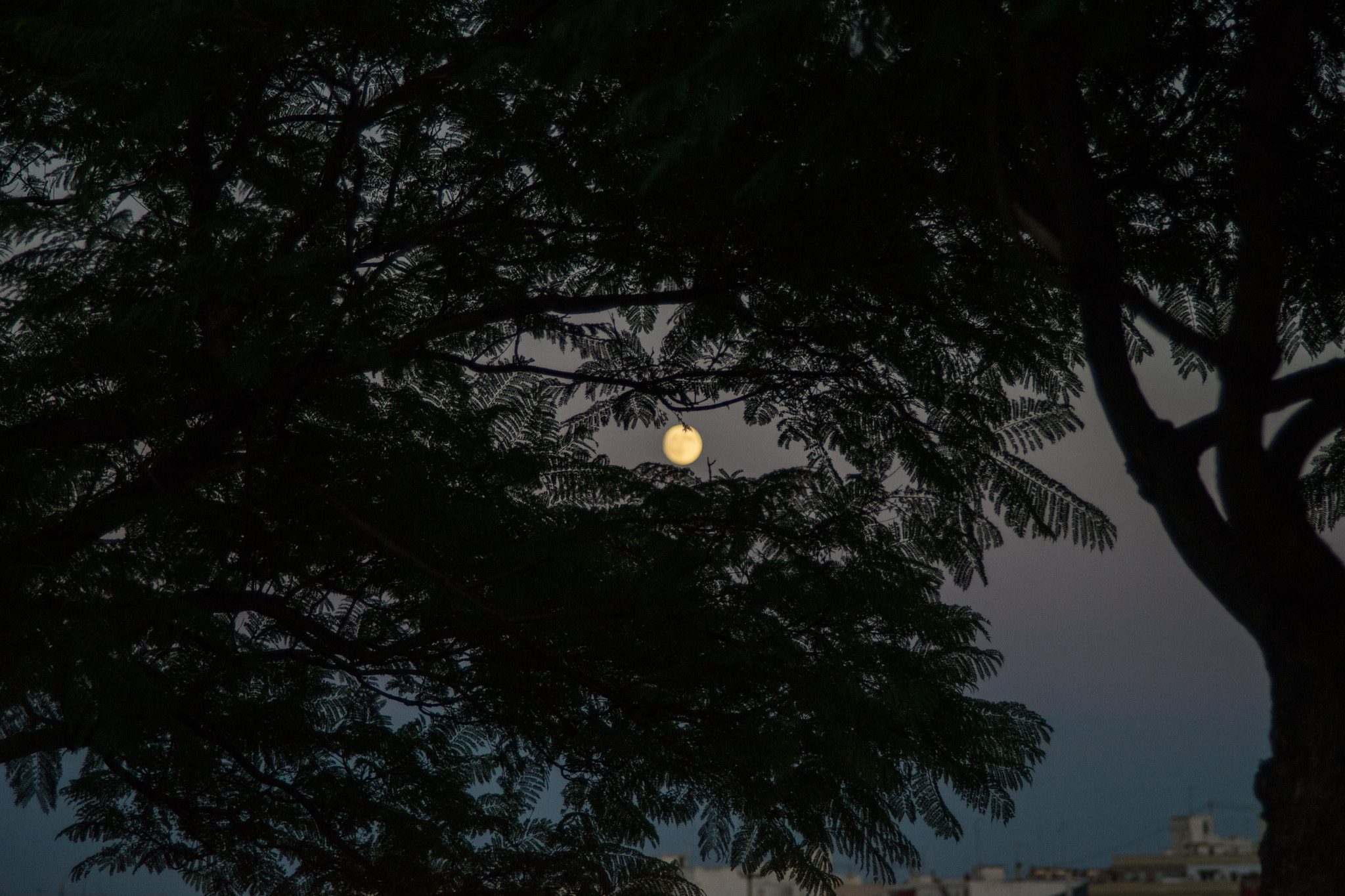 Sigma ZOOM-alpha 35-135mm F3.5-4.5 sample photo. Moon behind leaves photography