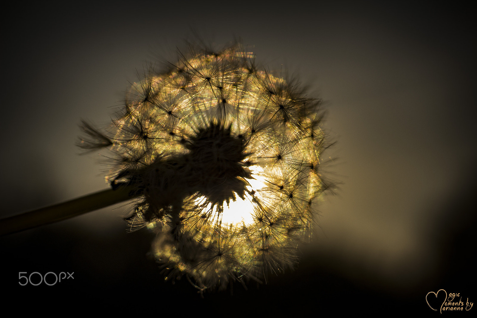 Tamron SP 35mm F1.8 Di VC USD sample photo. Beutiful weed photography