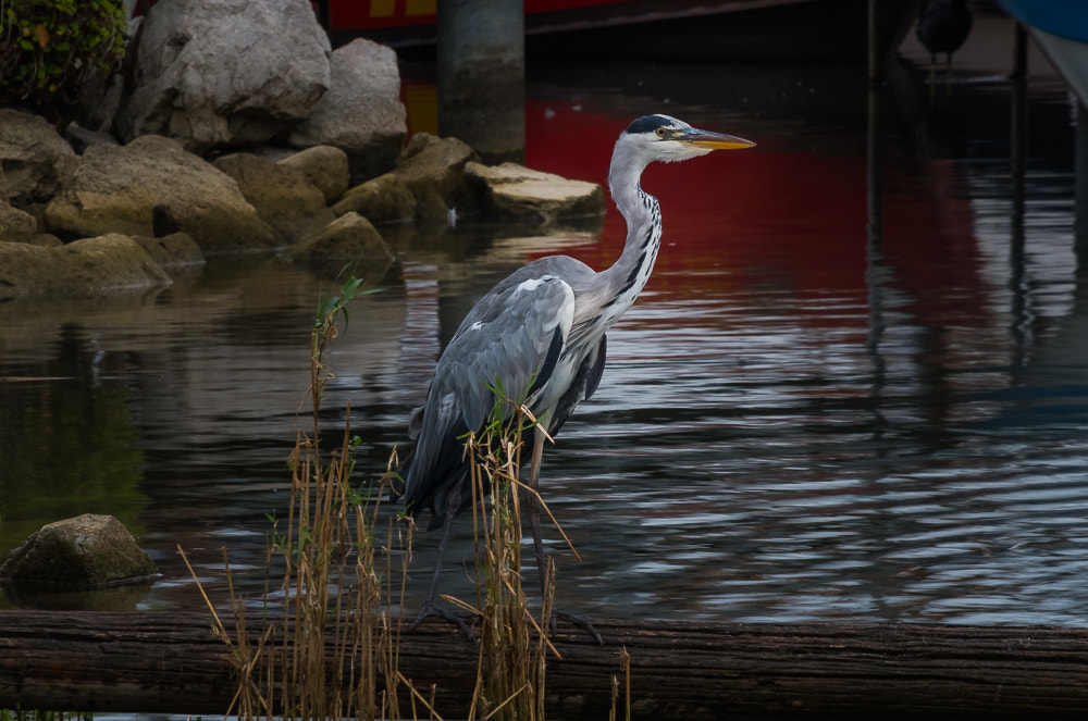Fujifilm X-Pro2 + Fujifilm XF 55-200mm F3.5-4.8 R LM OIS sample photo. Heron - early in the morning photography