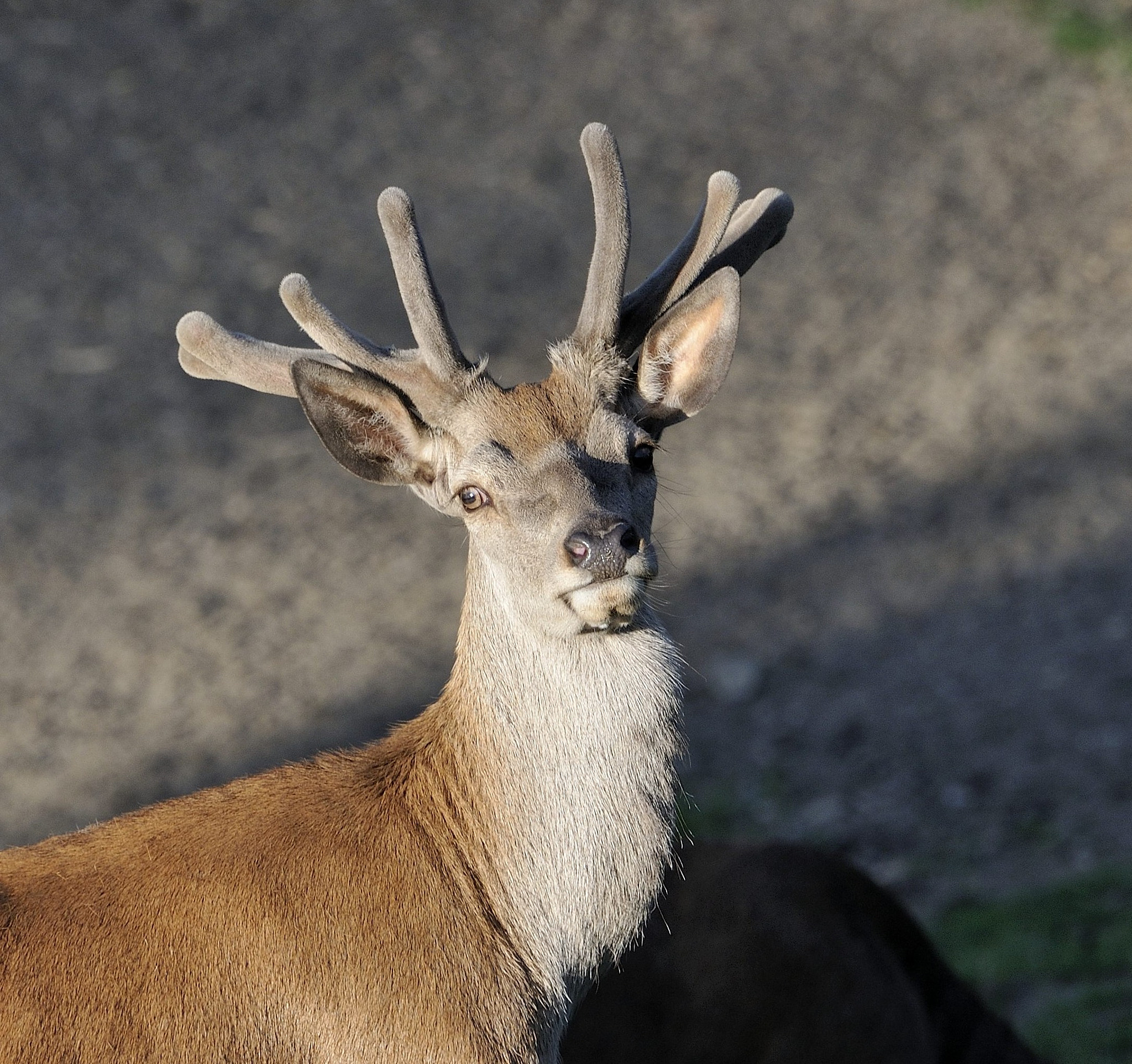 Nikon D300 sample photo. Hirsch1 photography