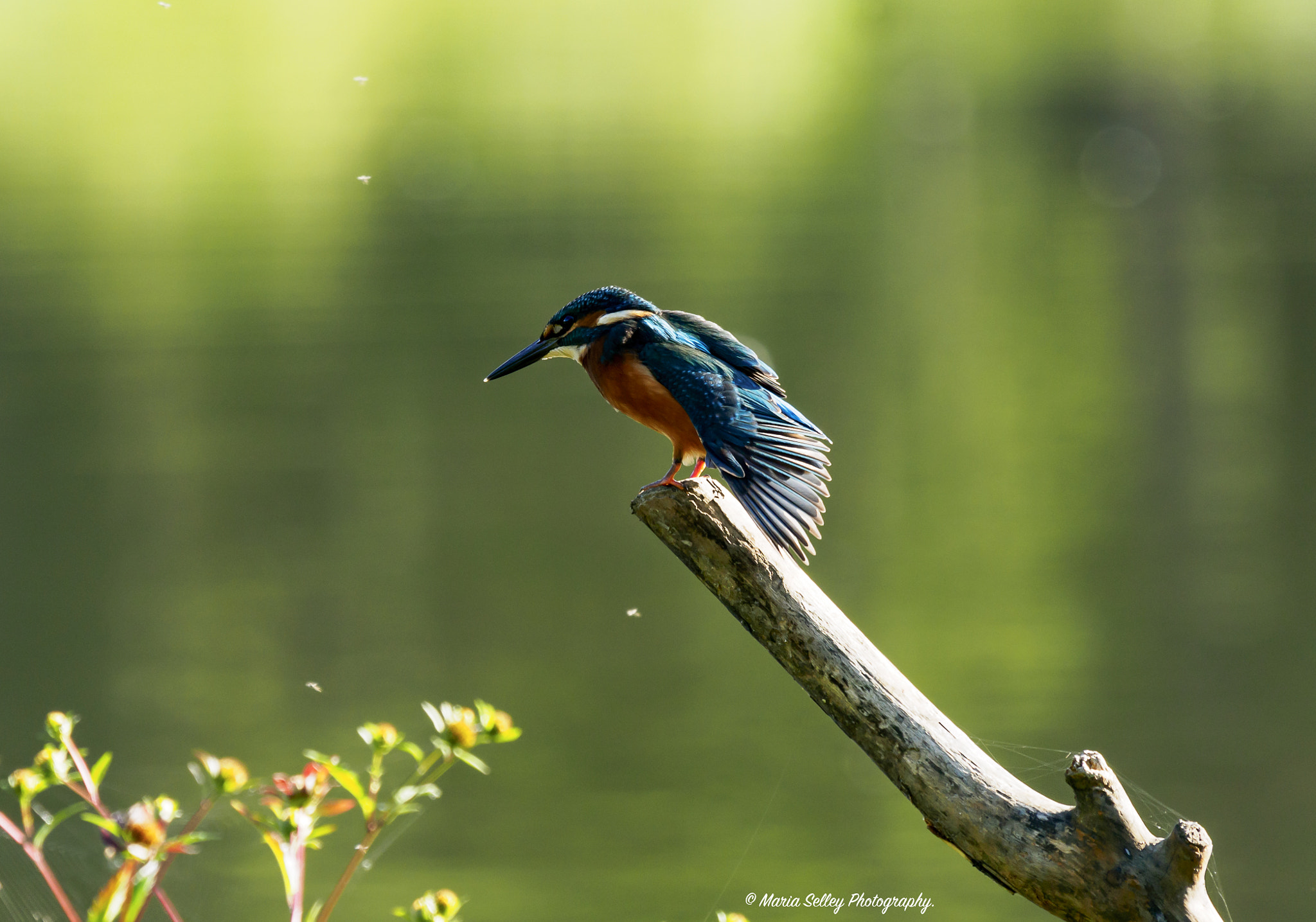 Olympus OM-D E-M5 II + LEICA DG 100-400/F4.0-6.3 sample photo. Kingfisher blue photography