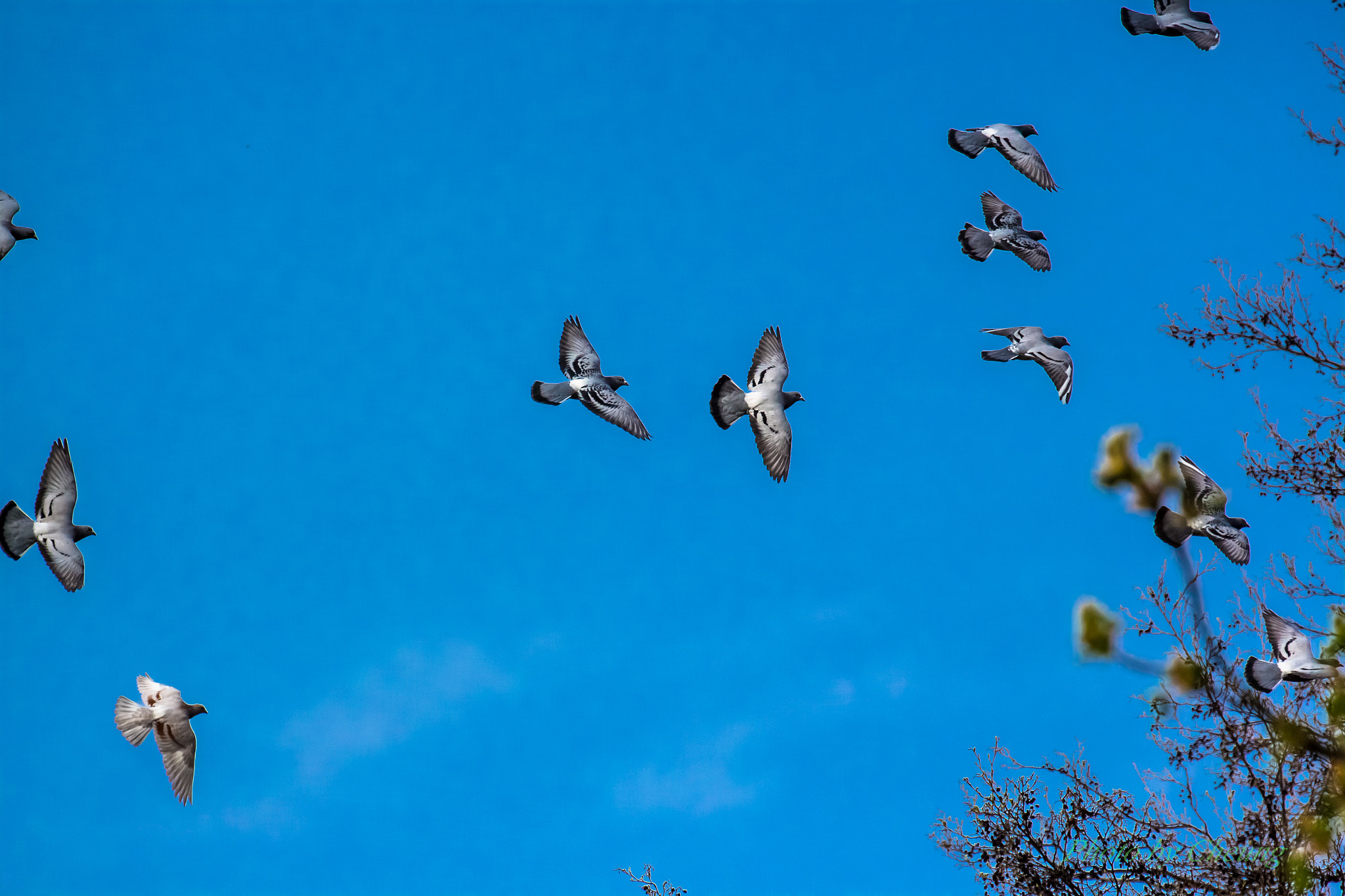 Canon EF 70-300mm F4-5.6L IS USM sample photo. Birds photography