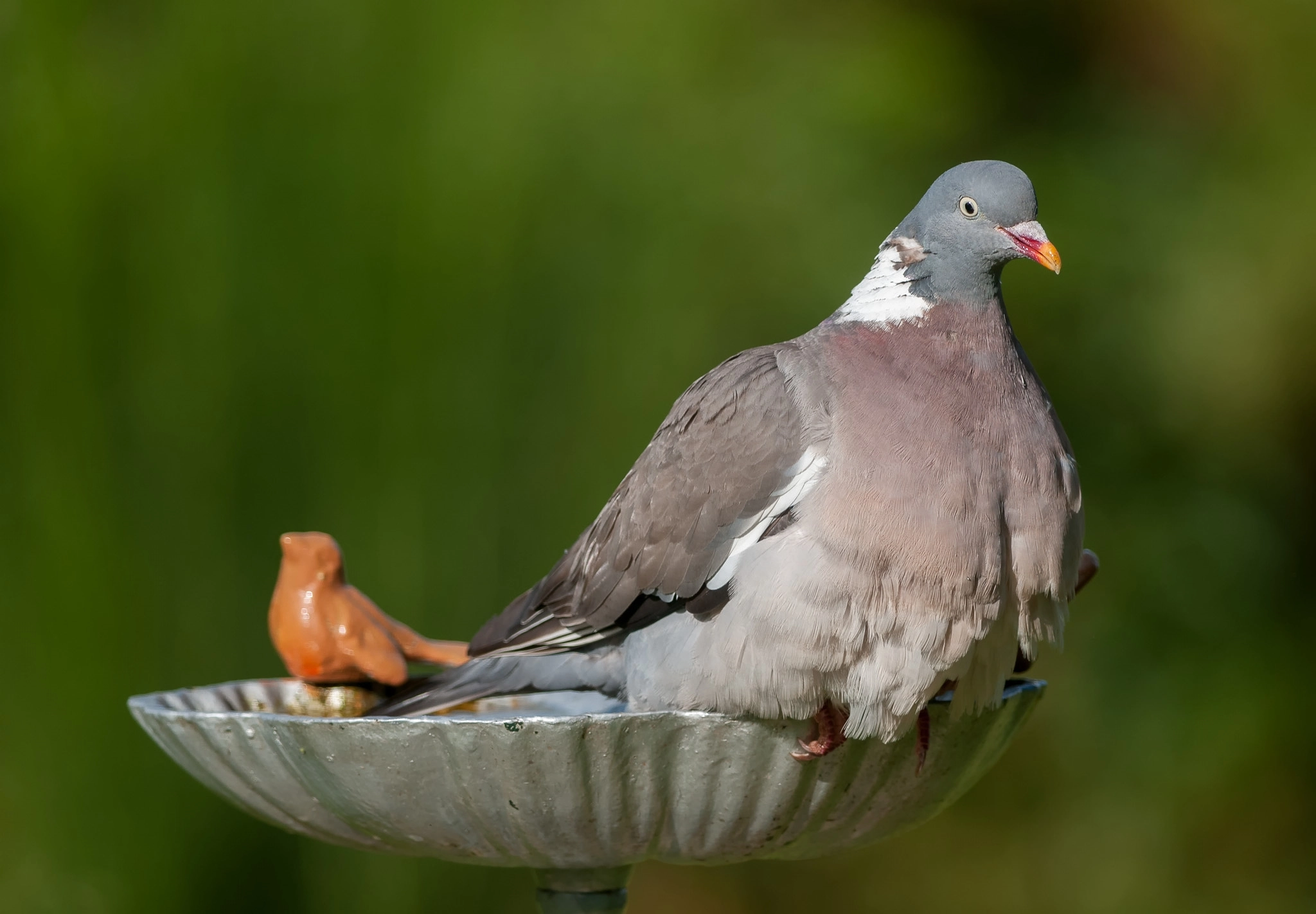 Nikon D300 + Nikon AF-S Nikkor 300mm F4D ED-IF sample photo. This bath ain't big enough for both of us... photography