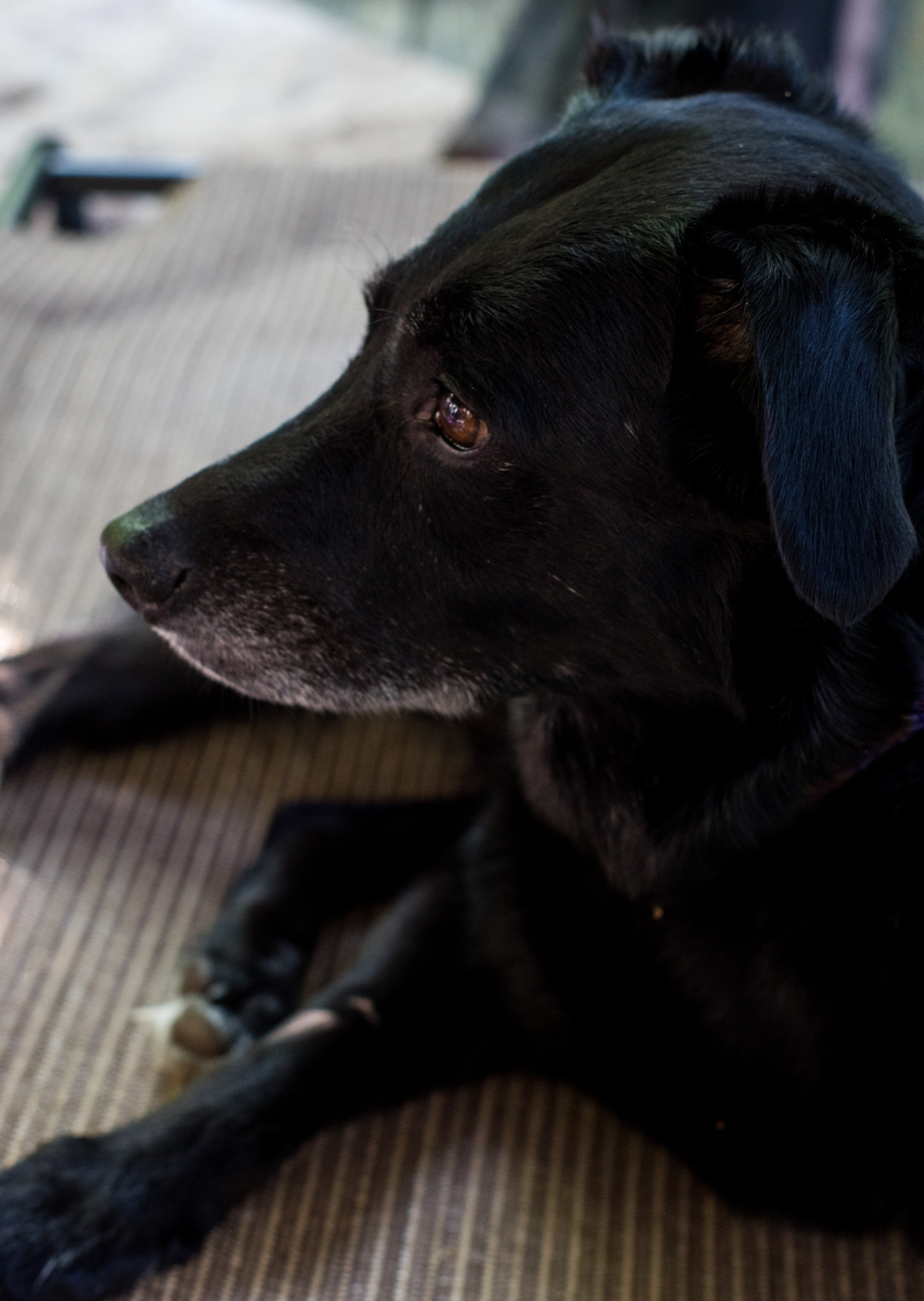 Pentax K-3 + Pentax smc FA 50mm F1.4 sample photo. Chloe photography