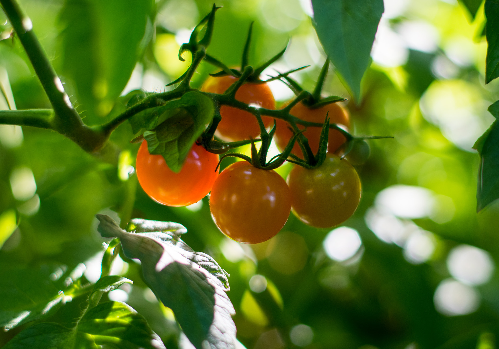 Pentax K-3 sample photo. Cherry tomatoes photography