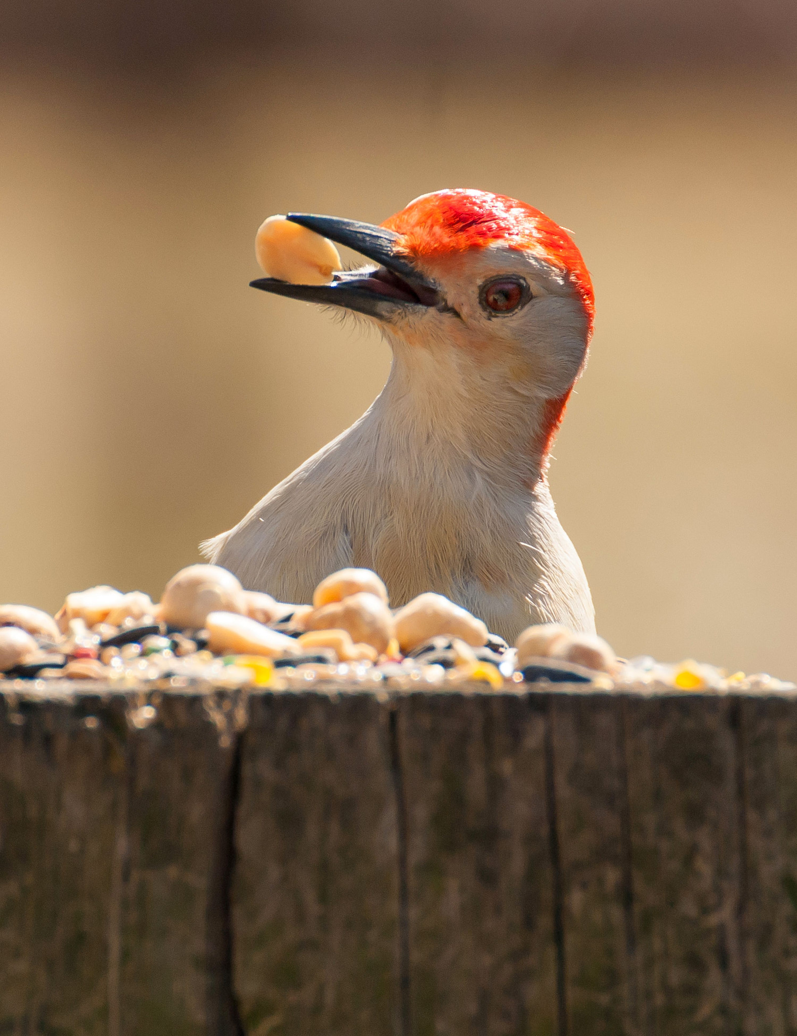 Nikon D200 sample photo. Red bellied woodpecker photography
