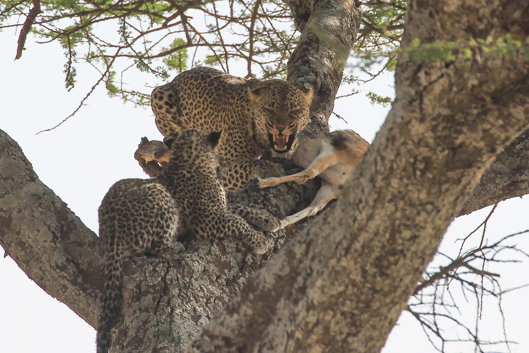 Canon EF 70-300mm F4-5.6L IS USM sample photo. Feeding leopards in serengeti national park photography