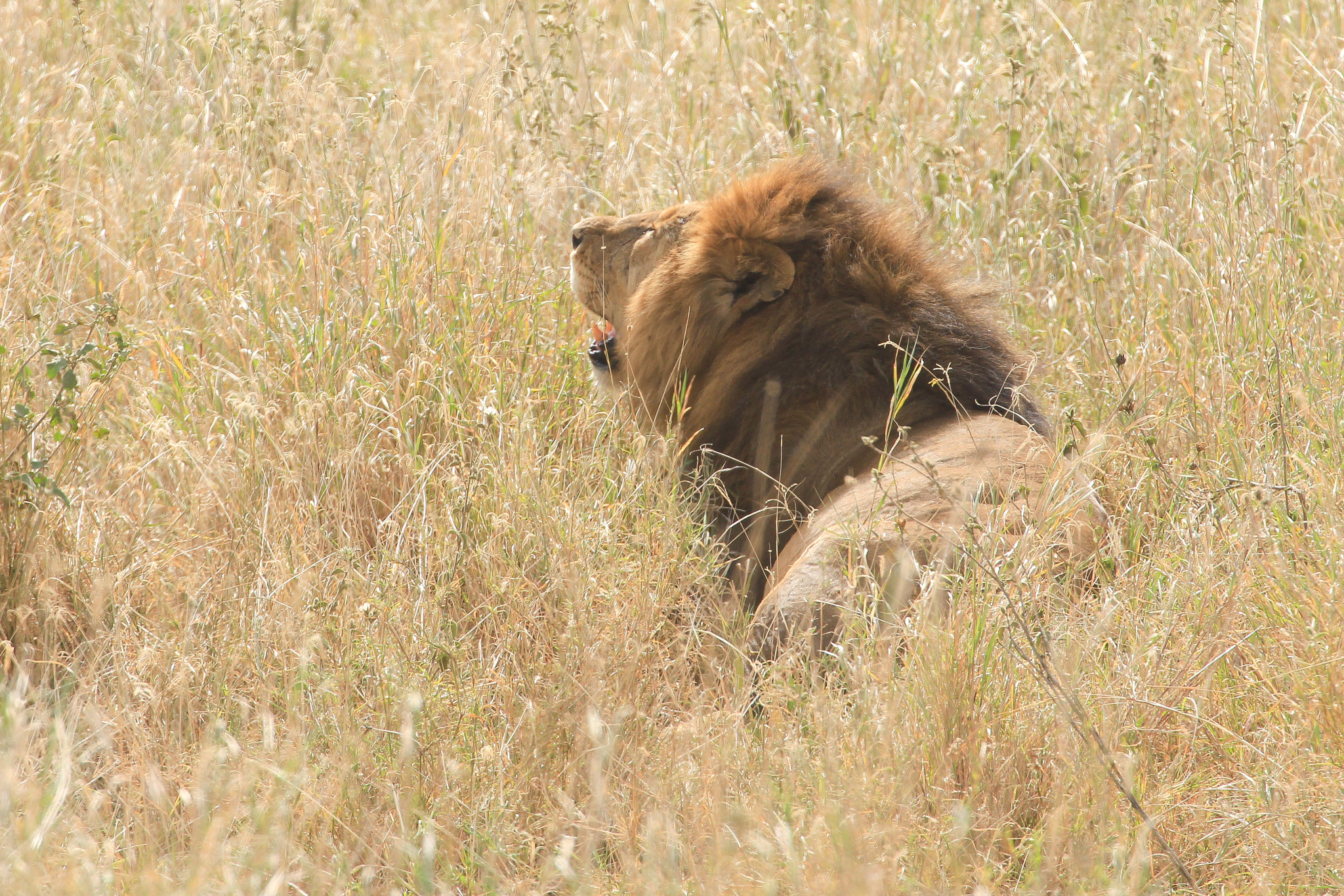 Canon EOS 650D (EOS Rebel T4i / EOS Kiss X6i) + Canon EF 70-300mm F4-5.6L IS USM sample photo. A lion resting in the serengeti photography