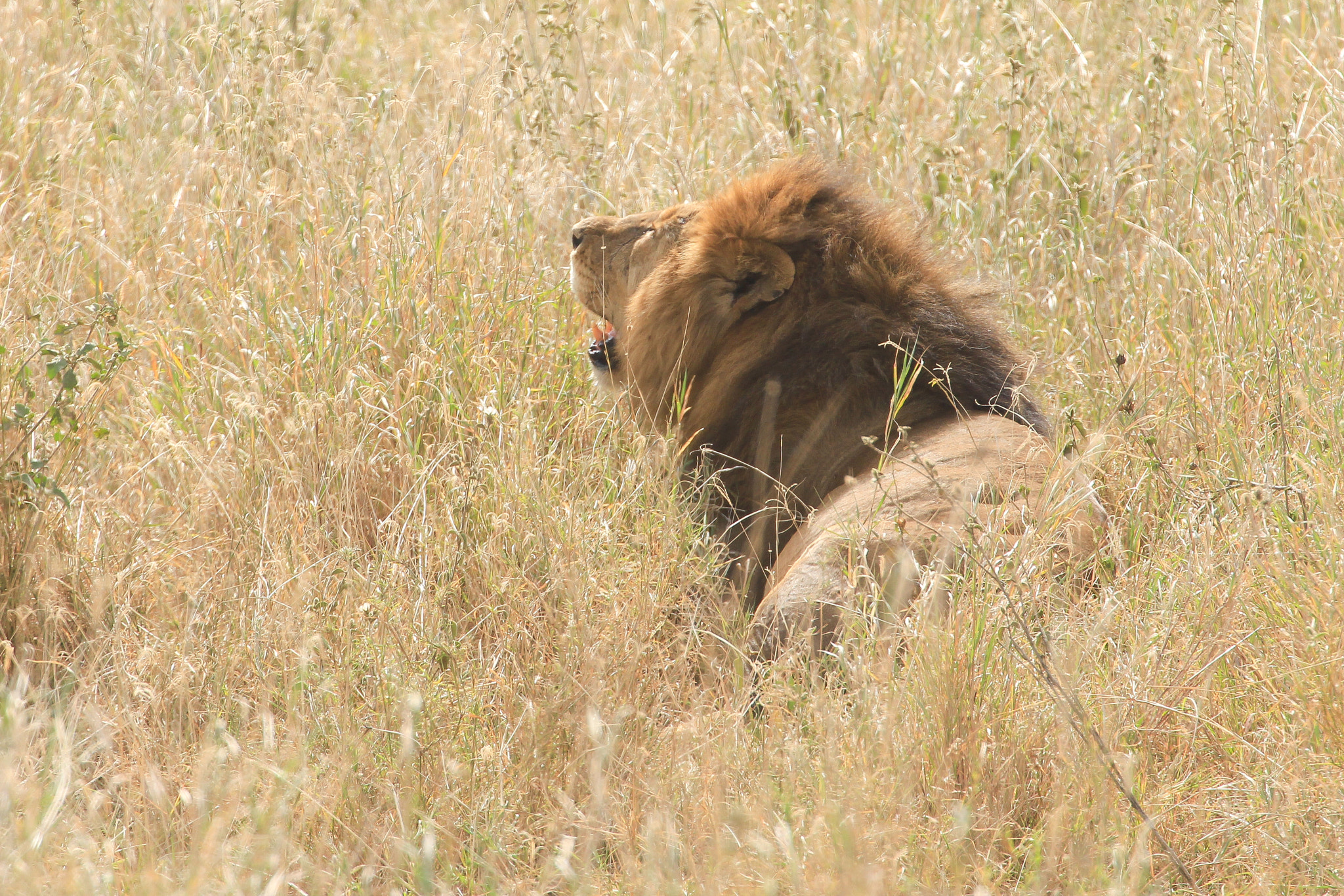 Canon EF 70-300mm F4-5.6L IS USM sample photo. A lion resting in the serengeti photography