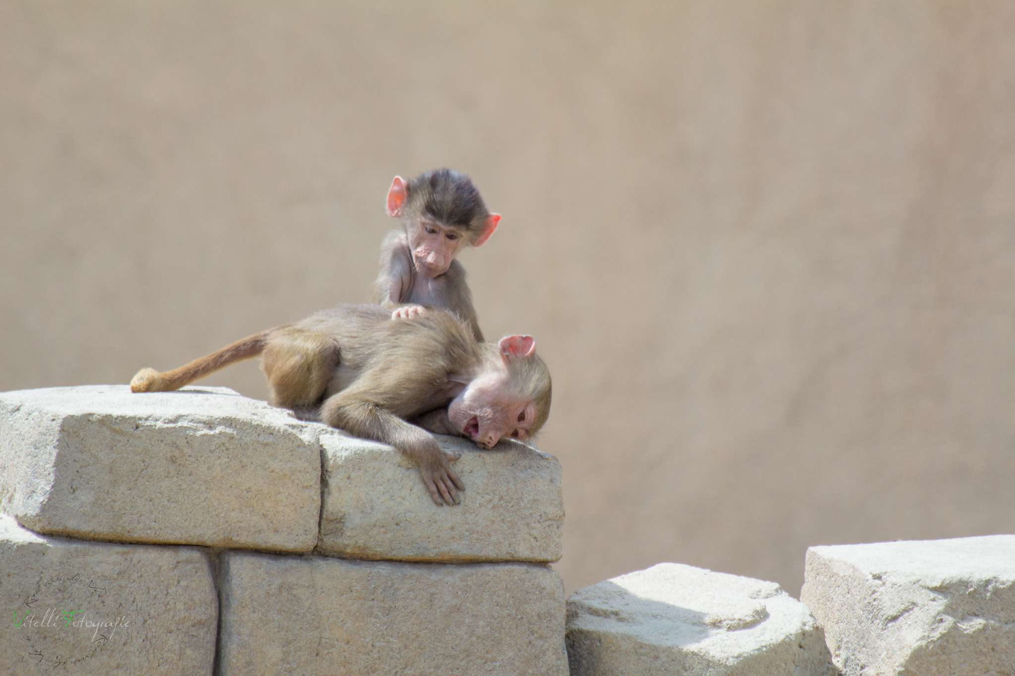 Canon EF 70-300mm F4-5.6 IS USM sample photo. Zoo animal photography