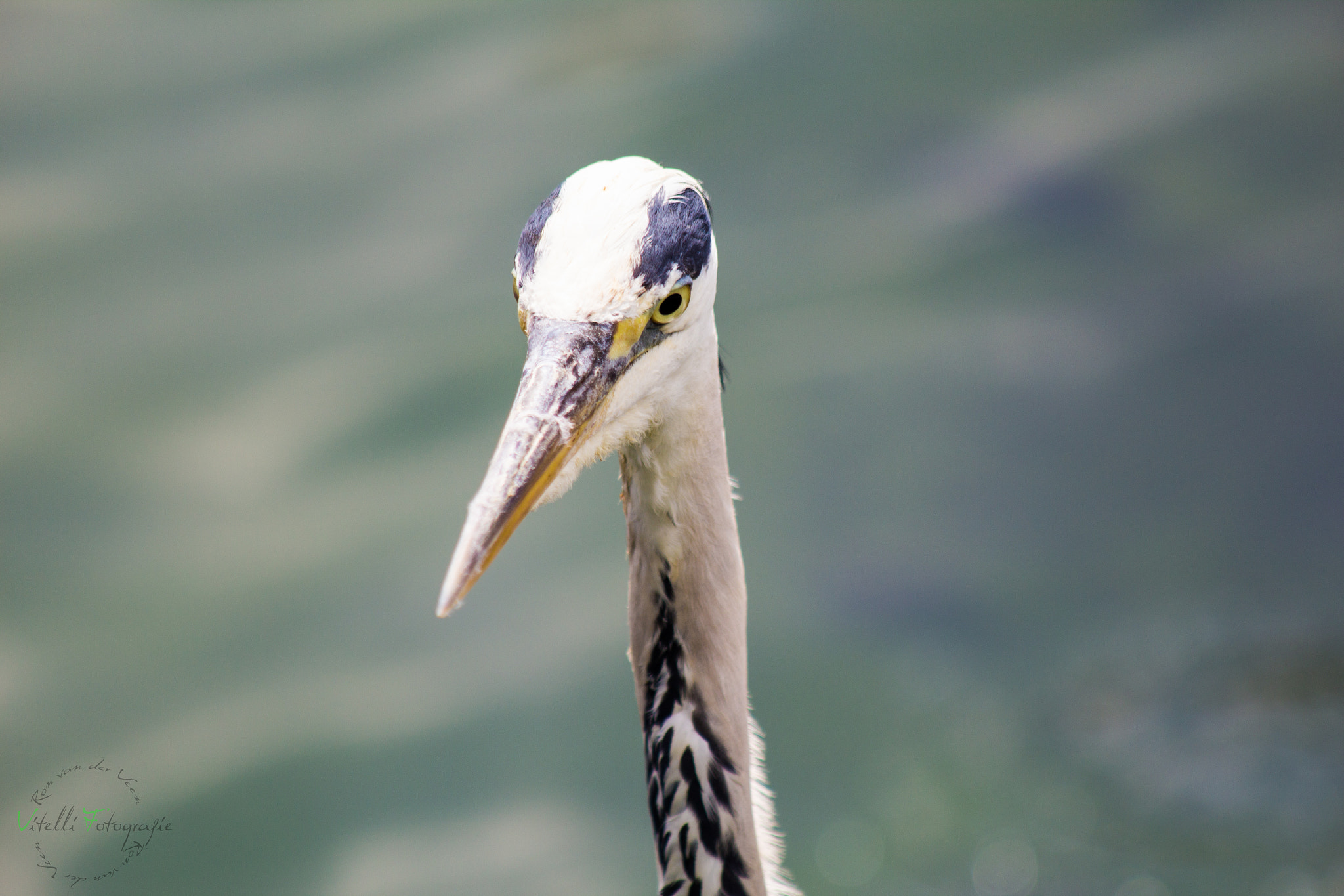Canon EF 70-300mm F4-5.6 IS USM sample photo. Zoo animal photography