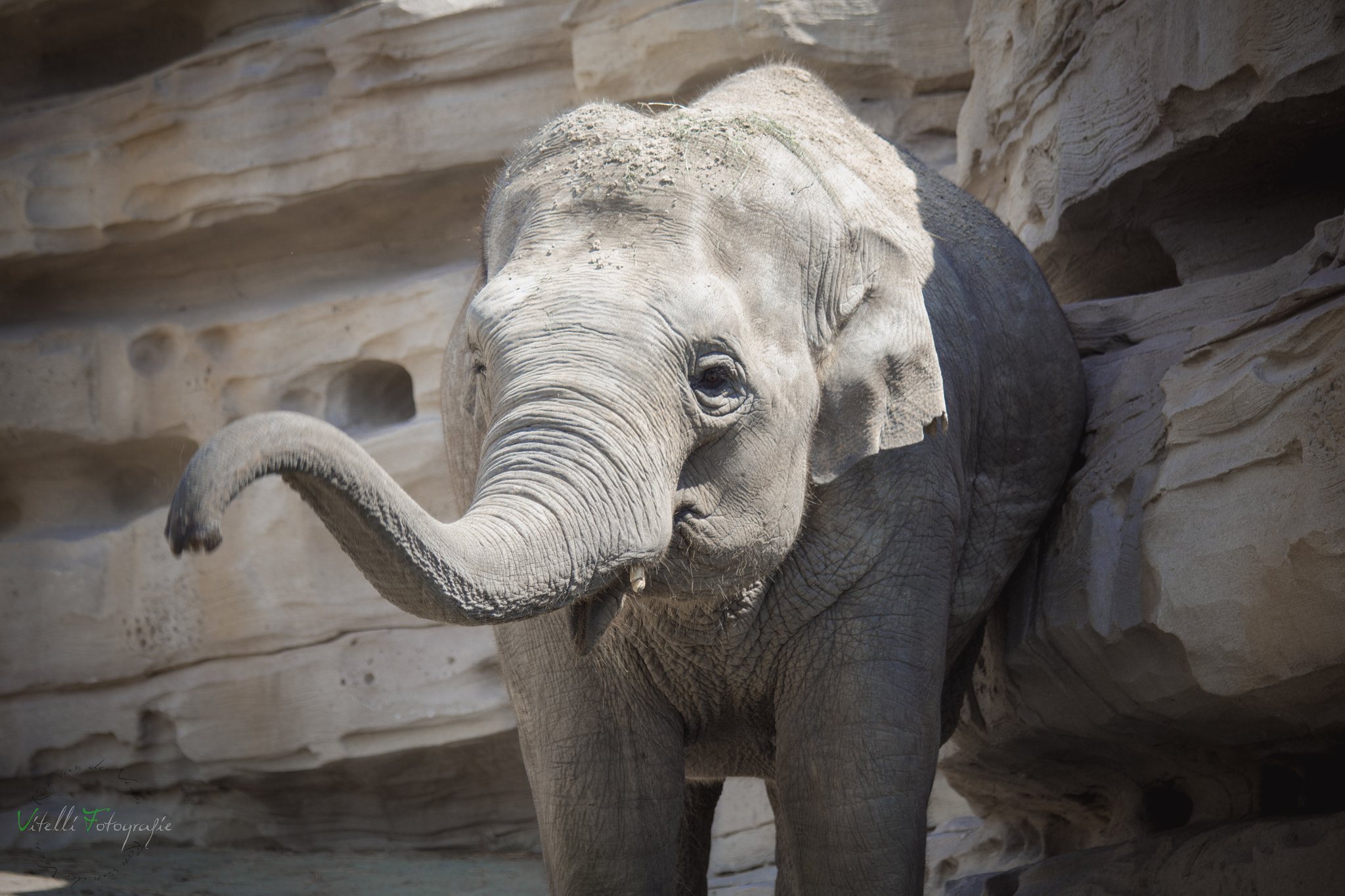 Canon EF 70-300mm F4-5.6 IS USM sample photo. Zoo animal photography