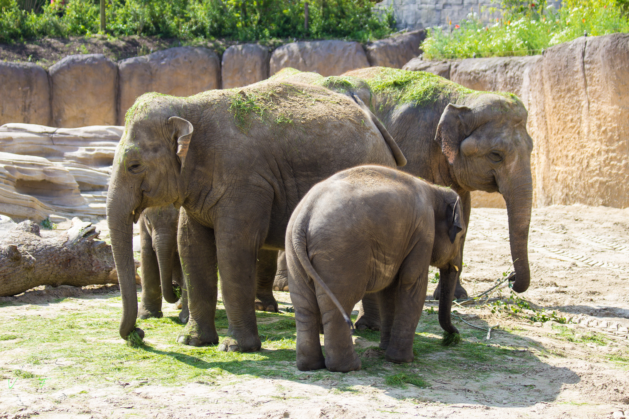 Canon EF 70-300mm F4-5.6 IS USM sample photo. Zoo animal photography