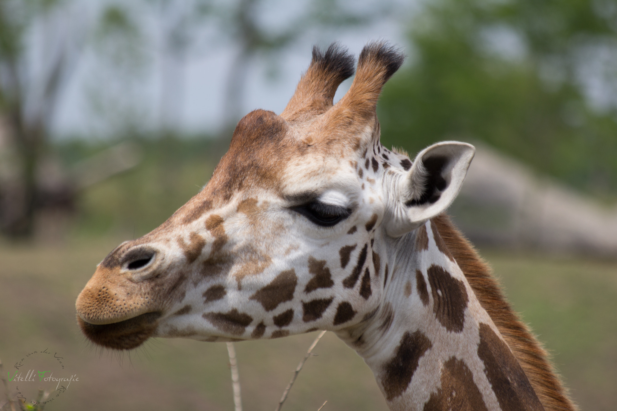 Canon EF 70-300mm F4-5.6 IS USM sample photo. Zoo animal photography