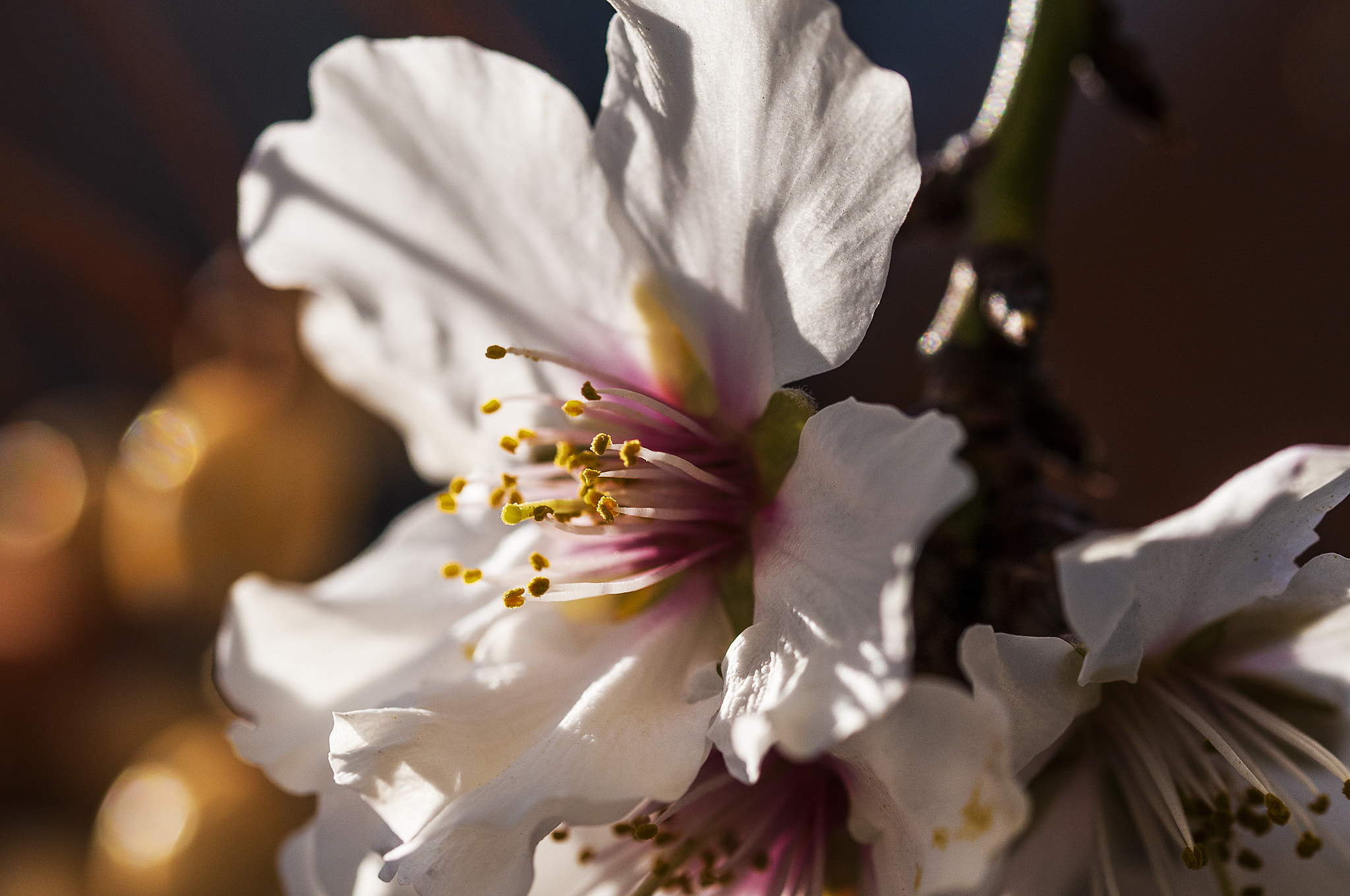 Sigma 105mm F2.8 EX DG OS HSM sample photo. Blan001 photography